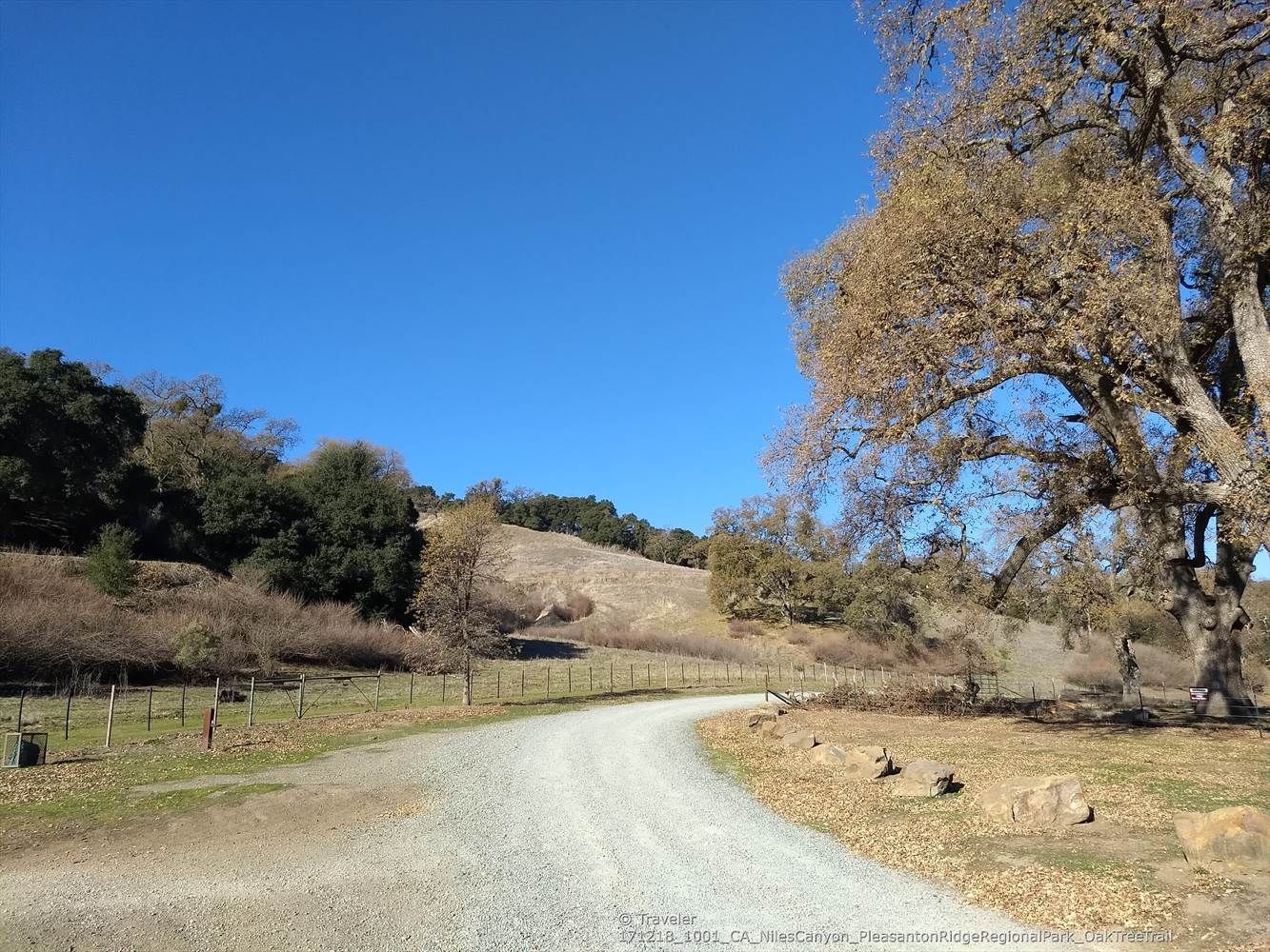 Gravel road curving past a fence and large, bare oak trees. - Pleasanton Ridge Regional Park loop from Alameda County