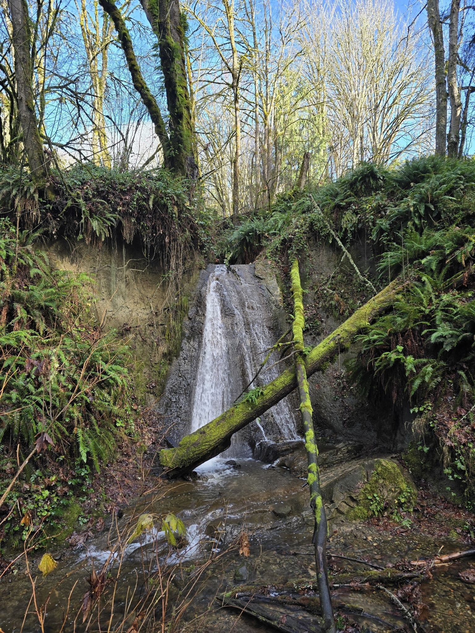 A small waterfall cascades over a cliff with fallen mossy logs. - Coal Creek Trail