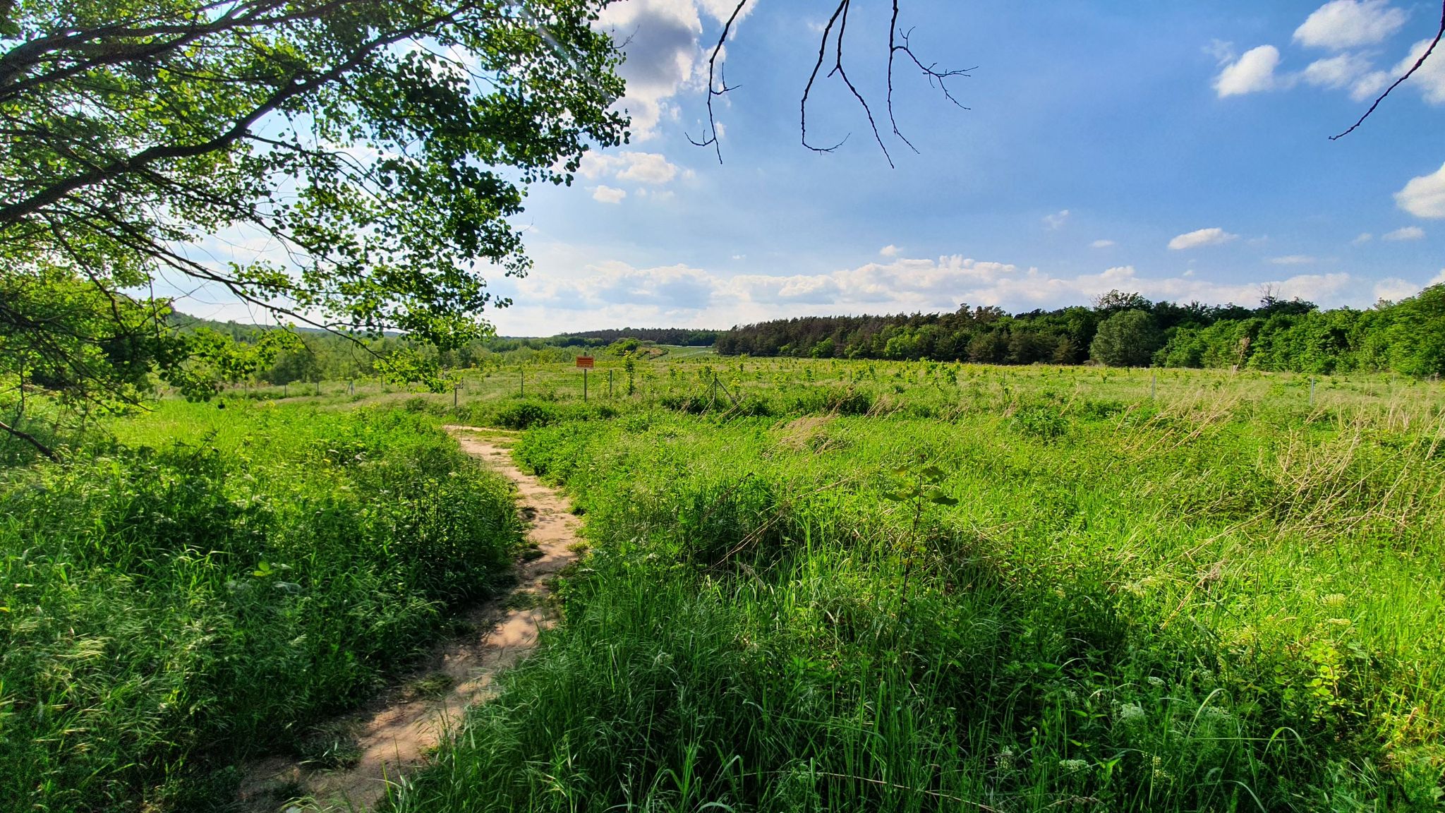 Singletrail Langener Waldsee