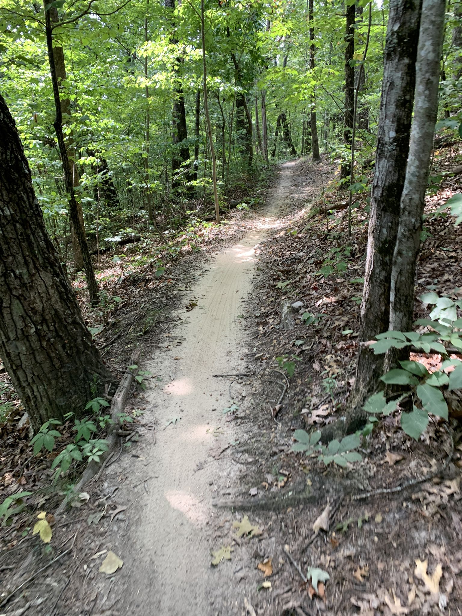 Dirt path winding through a lush green forest with dappled sunlight. - Raccoon Mountain Reservoir trail loop