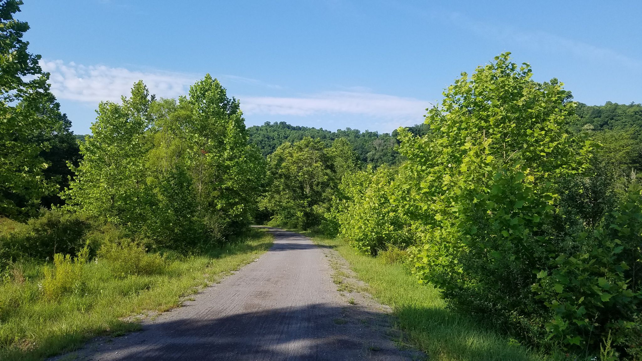 A sunlit dirt road winds through lush green trees under a blue sky. - Mon River Trail South