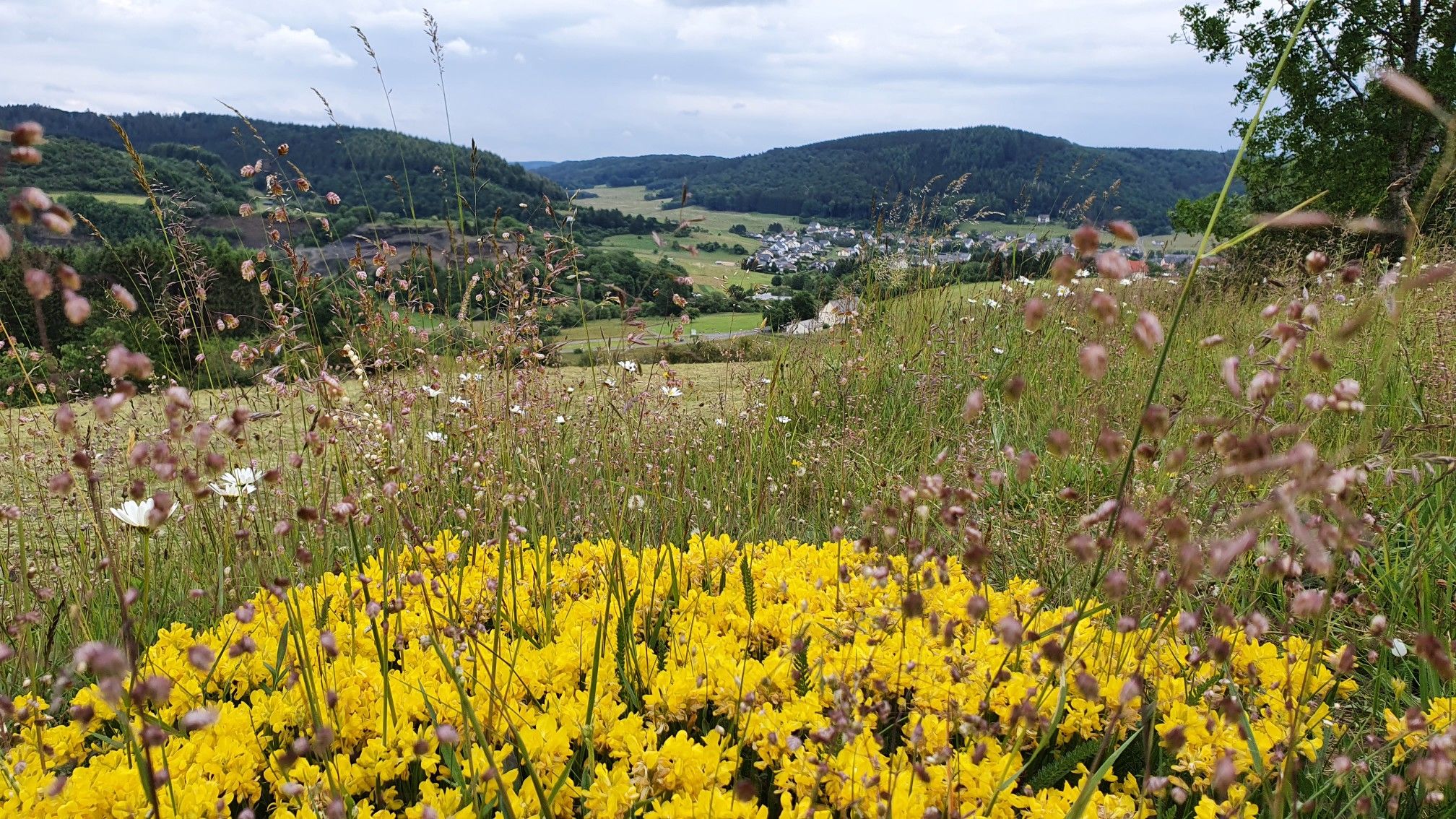 Oberstadtfeld