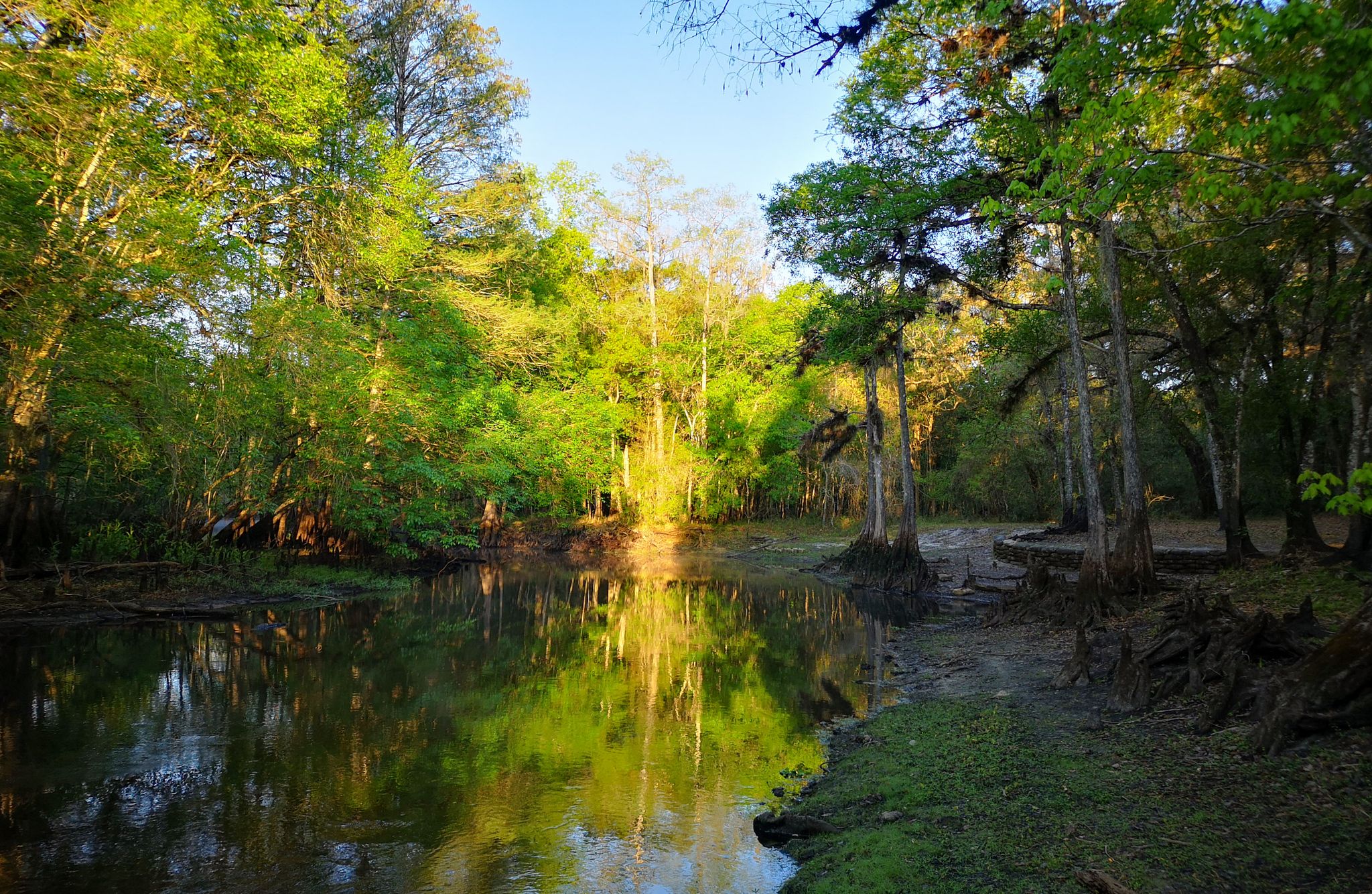 Golden hour light illuminates a calm river reflecting lush green forest. - Croom Trail