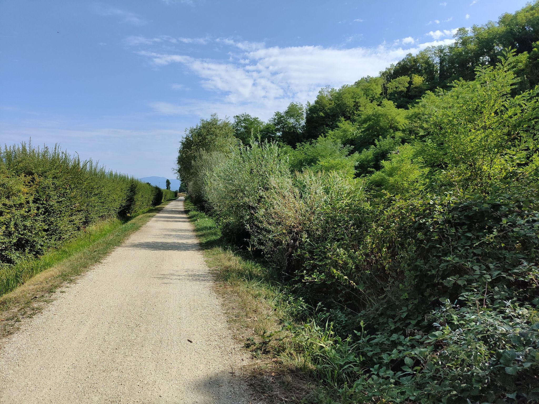 parte sterrata stradone del bosco tra biadene  e ciano