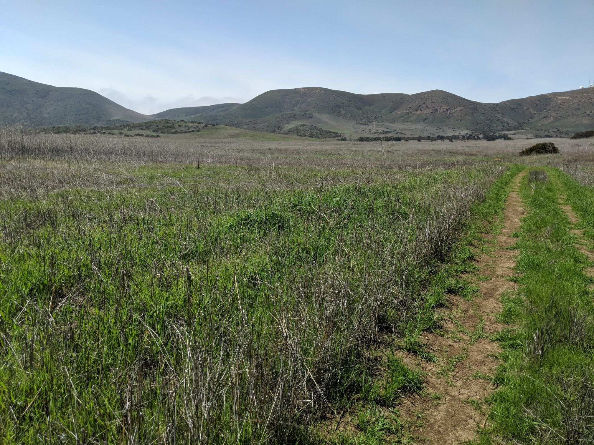 A dirt path through a green grassy field with rolling hills under a clear sky. - Mugu Peak and La Jolla Valley Loop Trail