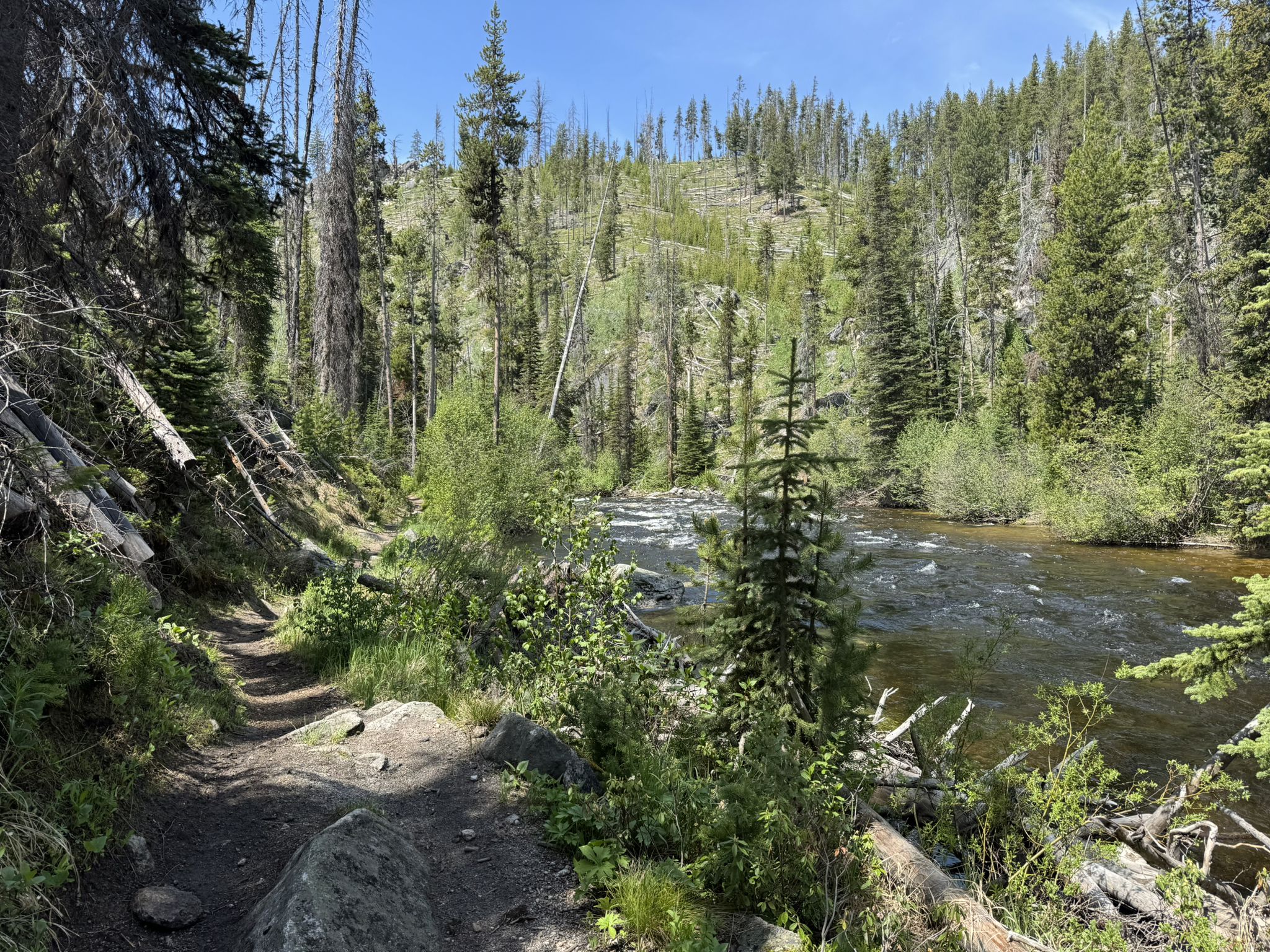 A sunlit dirt trail follows a rocky river through a dense pine forest. - Loon Lake Loop Trail