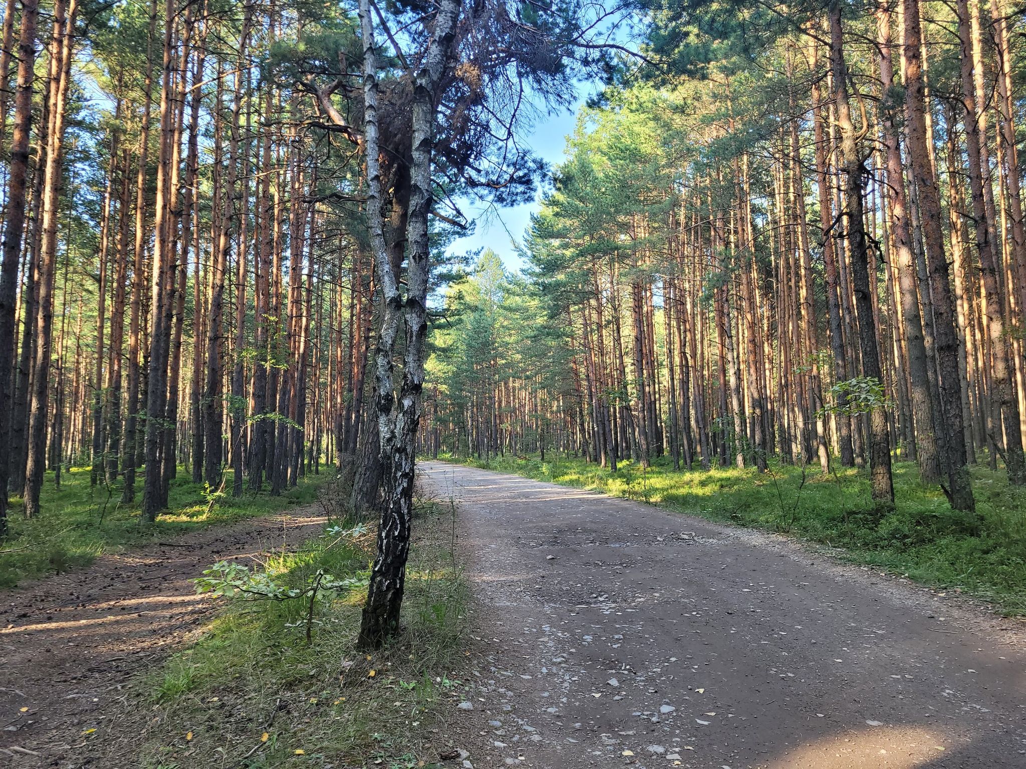lekko pod górę, piękny las