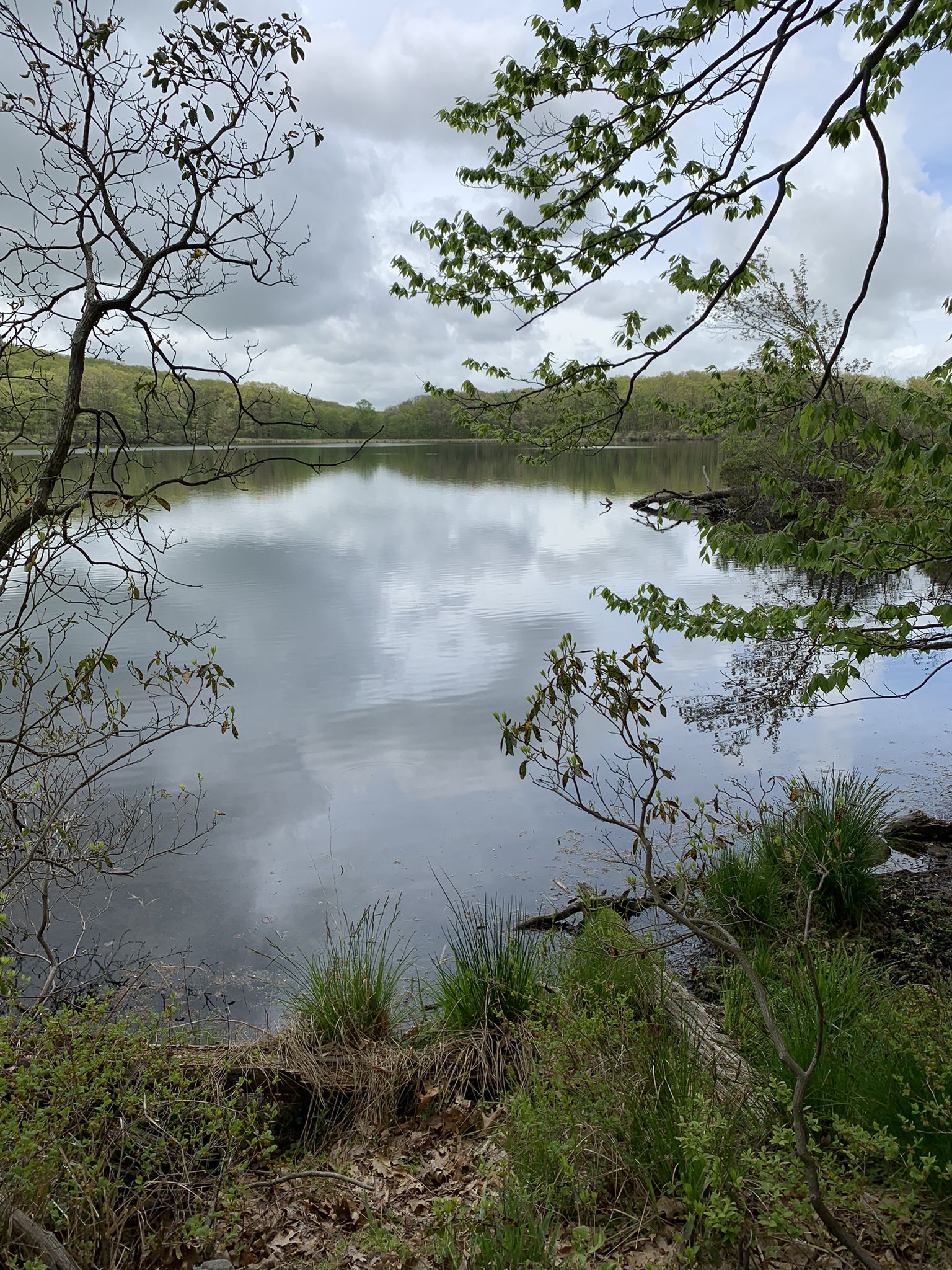 Calm lake reflecting cloudy sky, framed by trees and green foliage. - Pine Swamp Loop