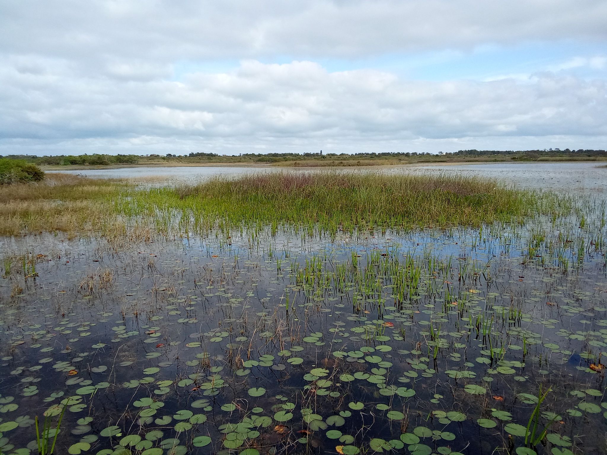 Expansive wetland with lily pads and tall grasses under an overcast sky. - Oxbow Eco-Center and Savannas Preserve State Park loop