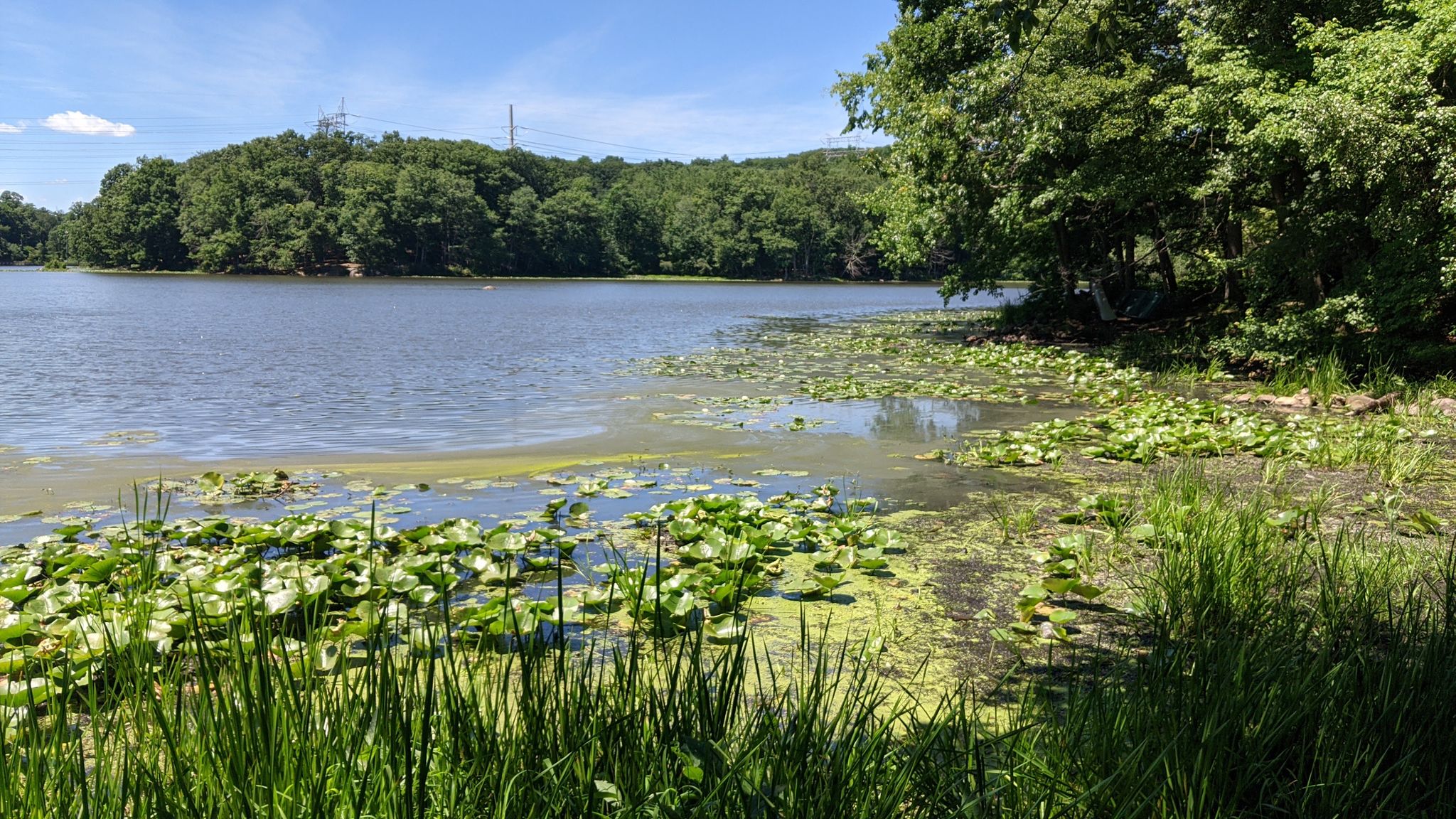 Sunny lake with lily pads and lush green forest under blue sky. - Three Lakes Loop