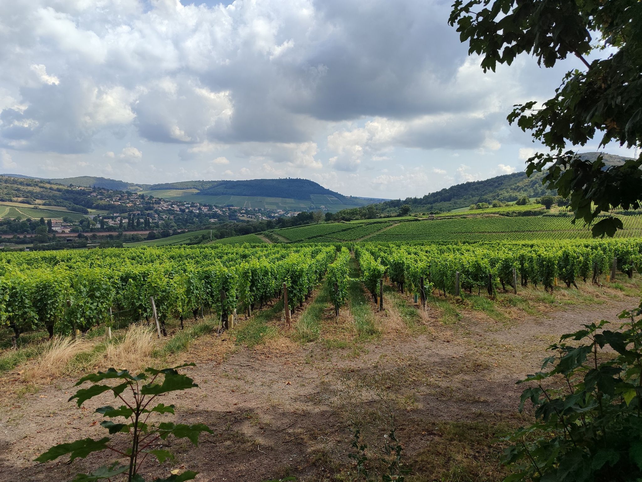 Les vignes.
