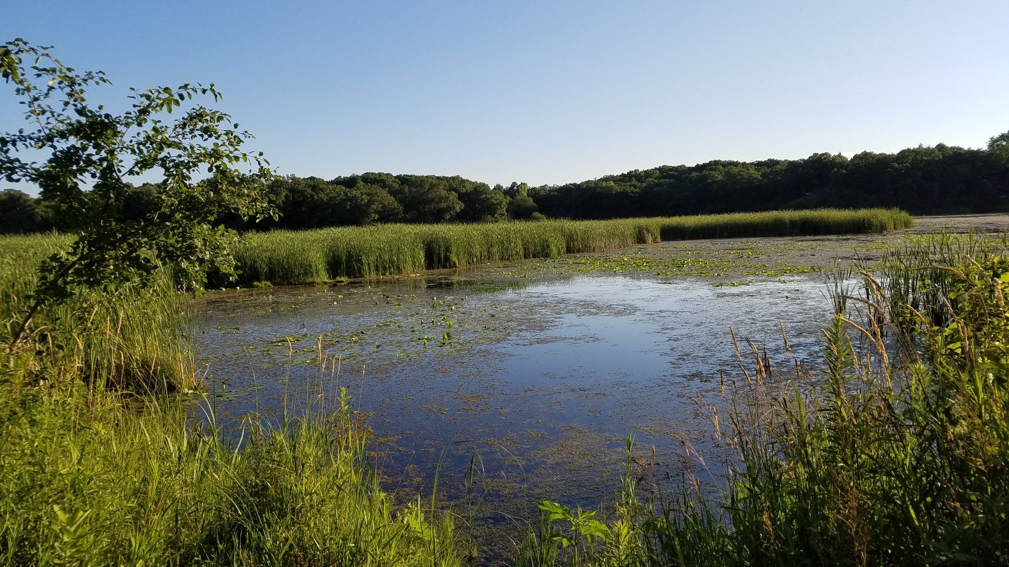 Expansive wetland with green reeds and lily pads under a clear blue sky. - Minnregs Lake Loop