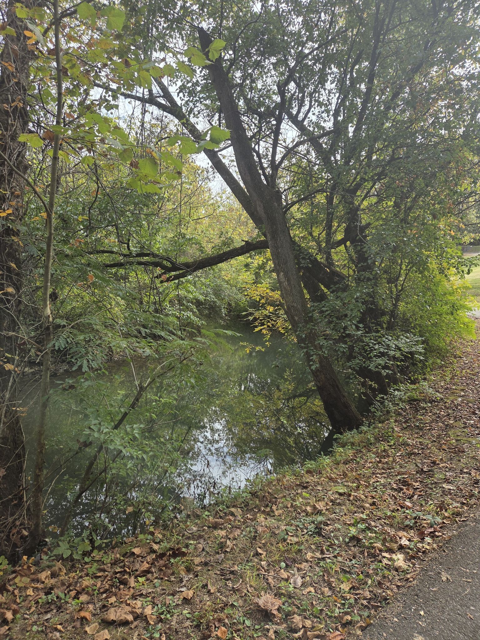 Small, calm pond surrounded by dense green trees and foliage. - Volunteer Landing – Sequoyah Hills entrance loop from West High School