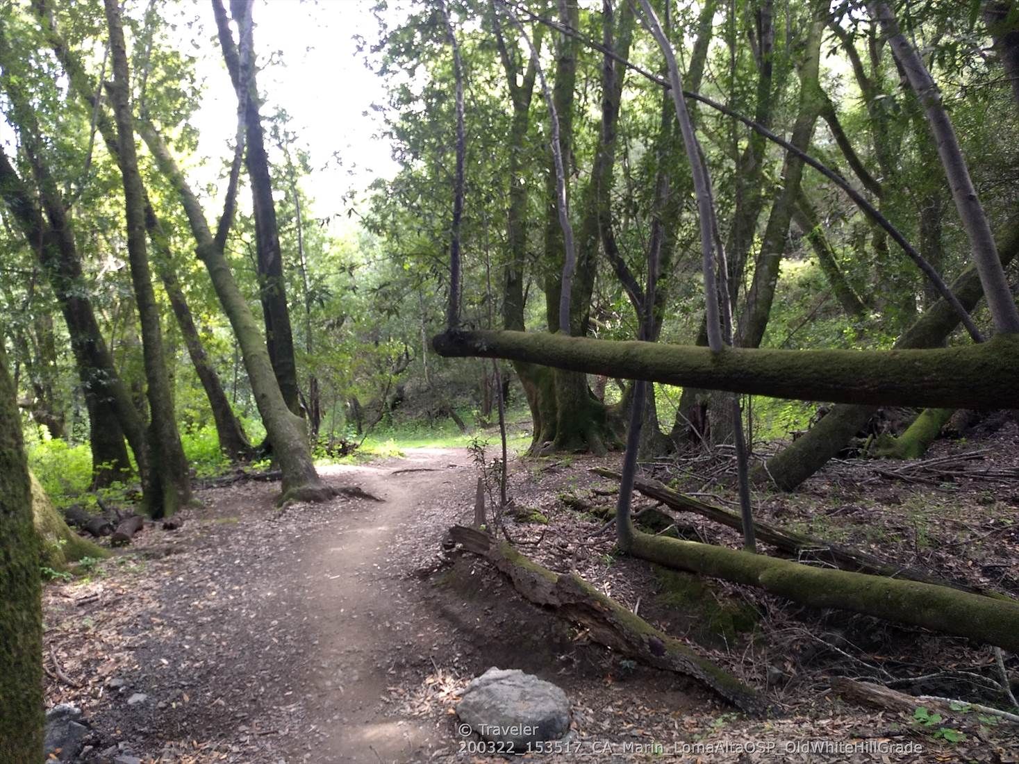 Shaded dirt path through a forest with mossy trees and fallen logs. - Glen Fire Rd Trailhead 🌳 loop from Piper Lane Presere