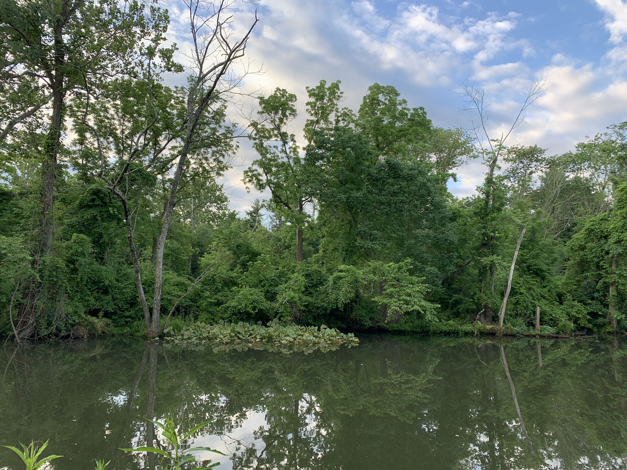 Calm river reflecting green trees and a cloudy sky. - Brearley Oak tree loop from Mercer
