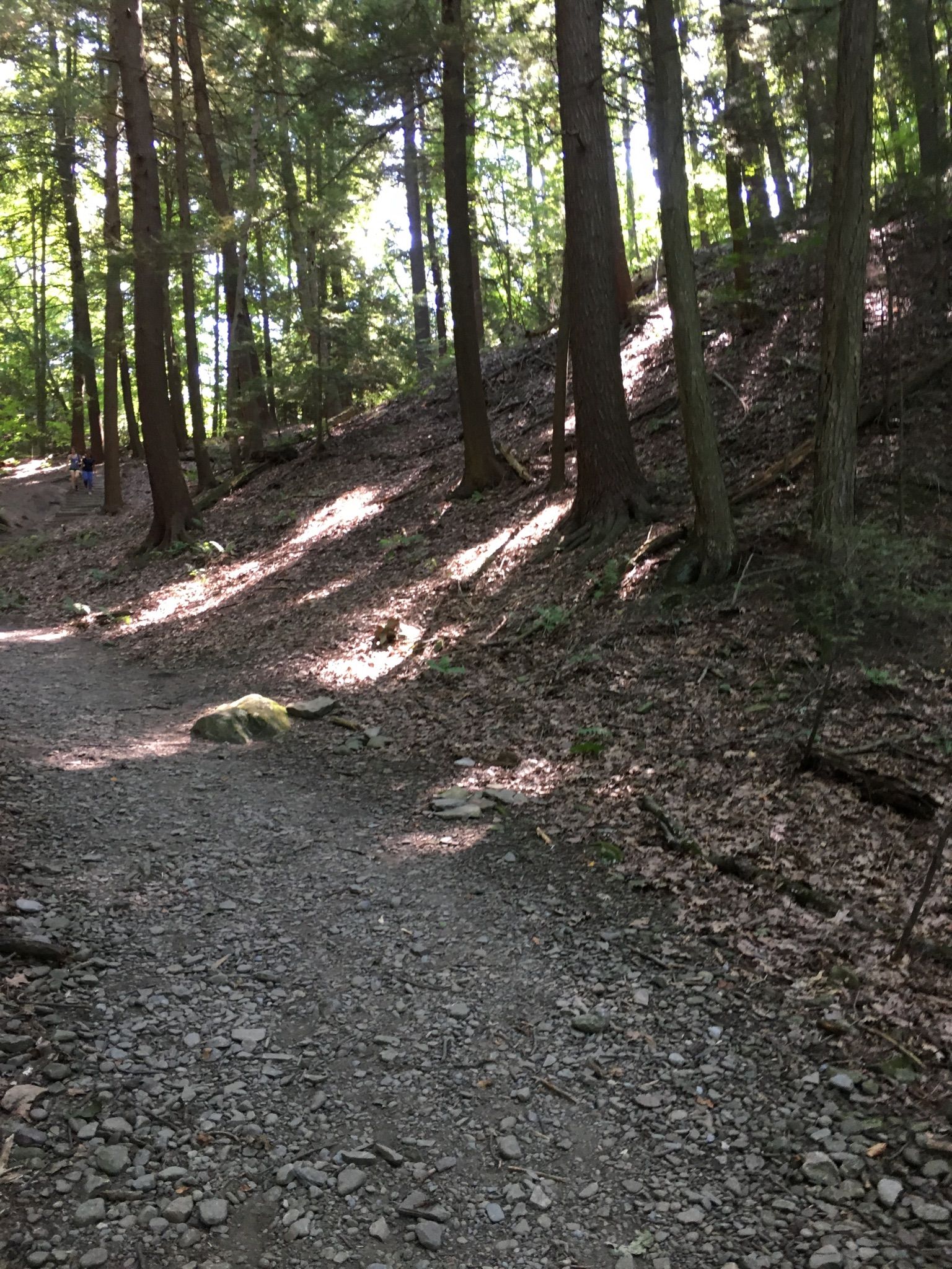 A sun-dappled forest path winds uphill through tall trees. - Stony Brook Via East Rim and Gorge Trails