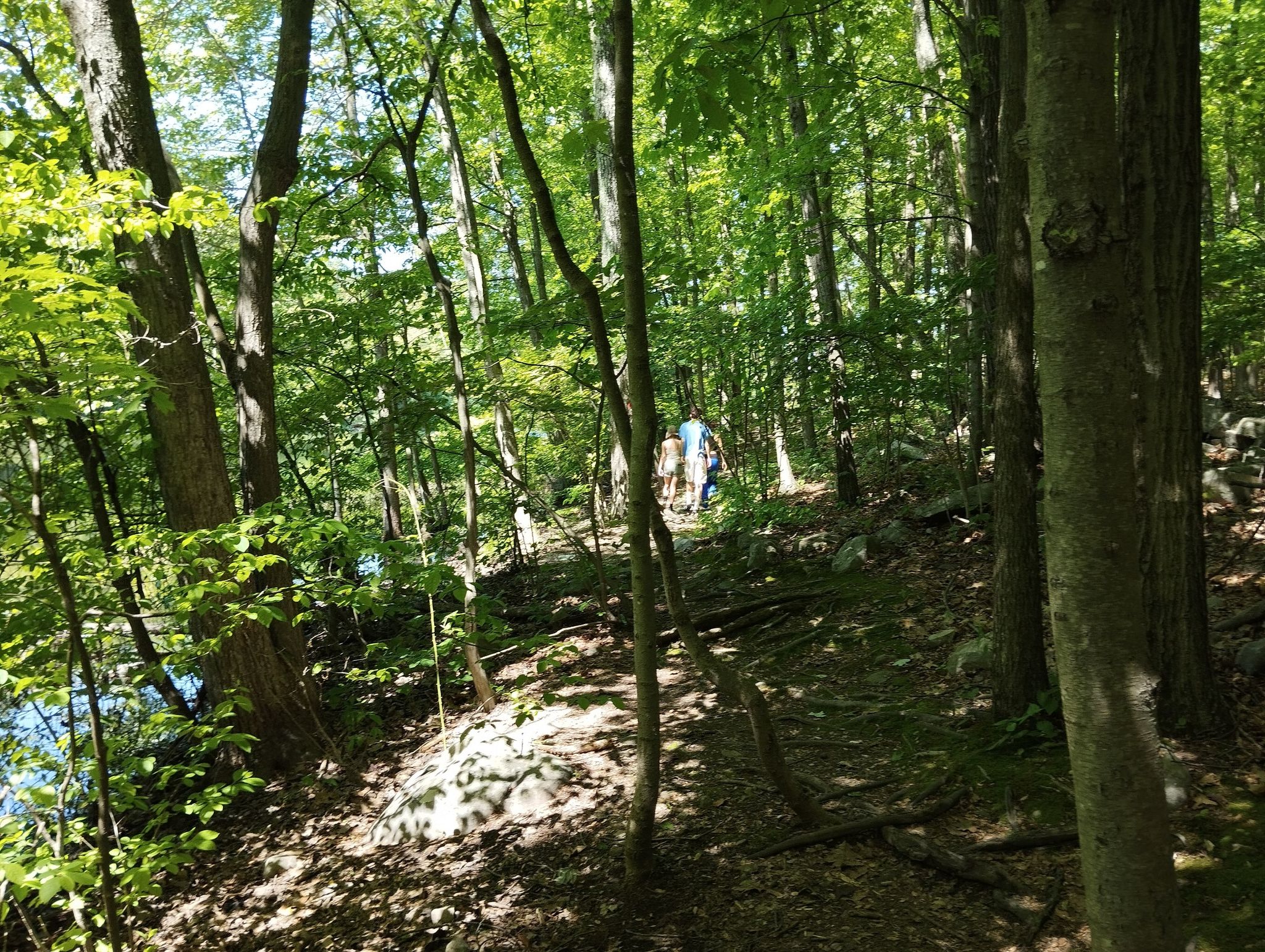 People walk on a sun-dappled forest path beside water. - Blue Trail