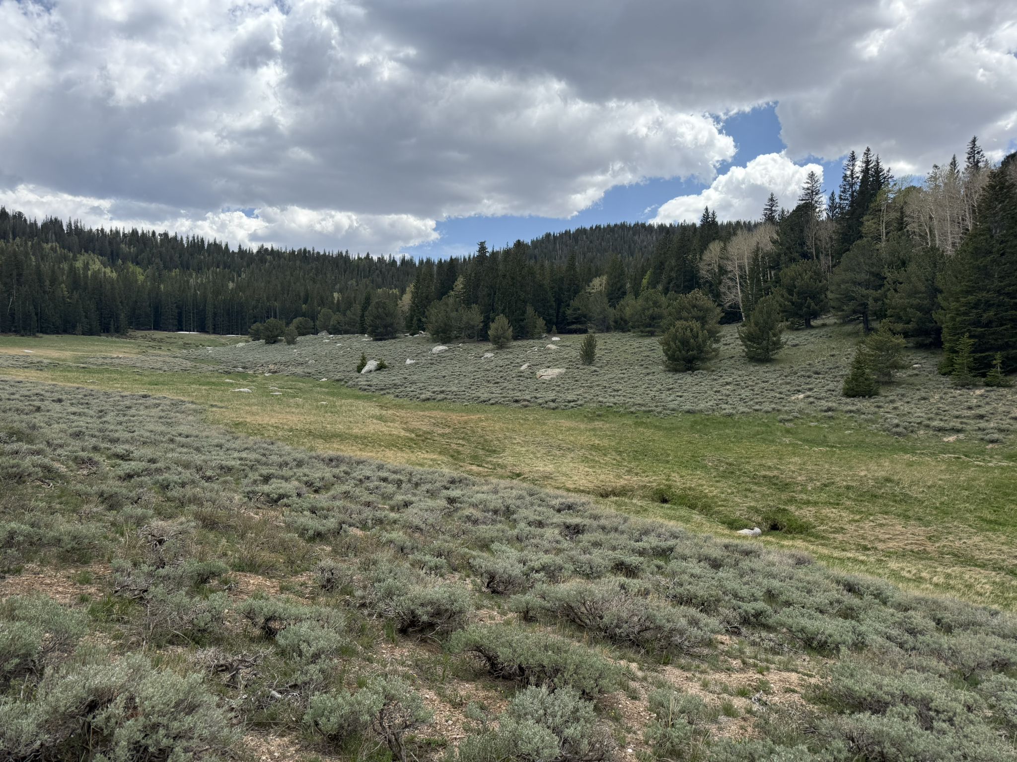 Overcast sky above a large field of sagebrush and distant pine forest. - Johnson Lake and Baker Lake Trails loop