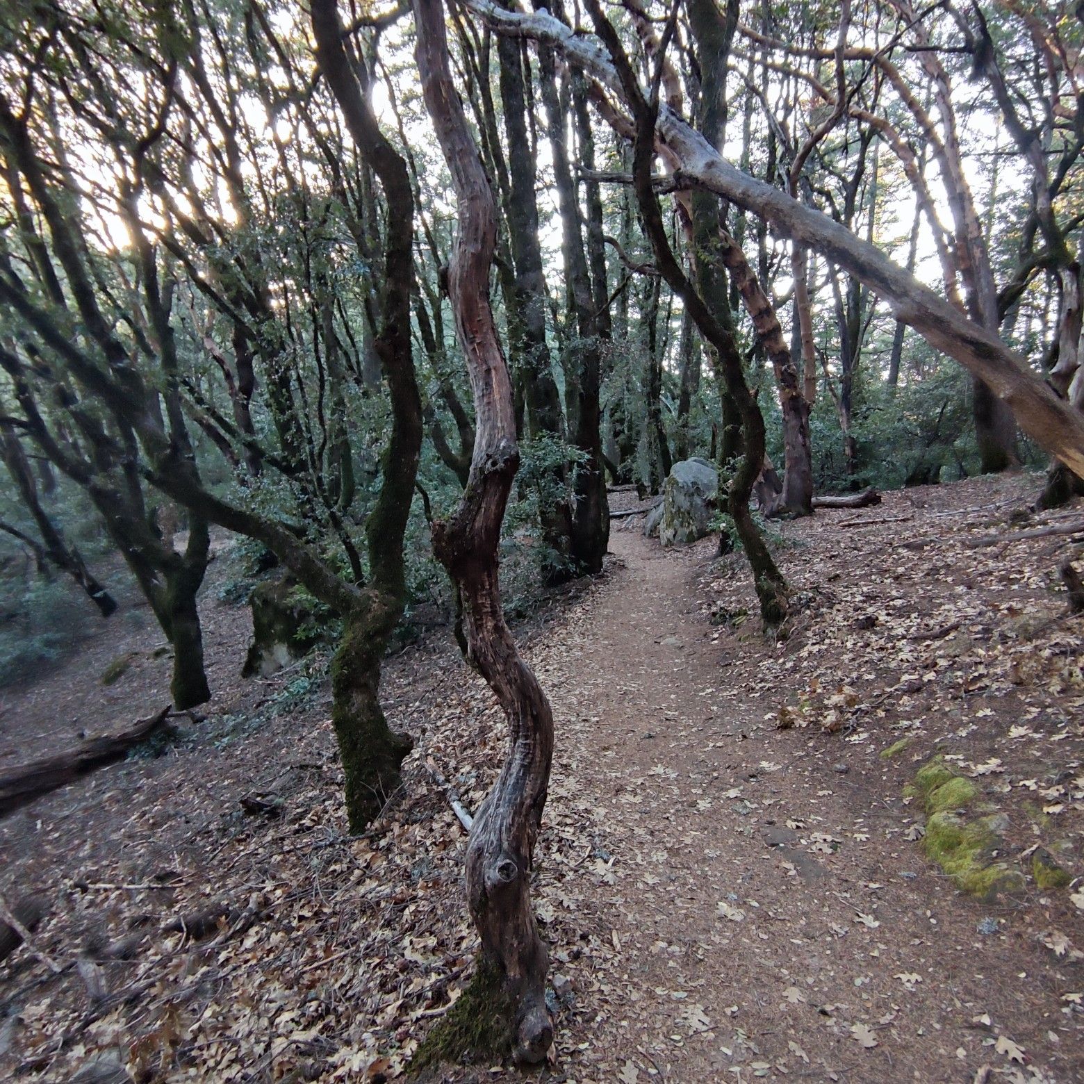 A winding dirt path through a sun-dappled forest with gnarled trees. - Castle Rock Nature Trail