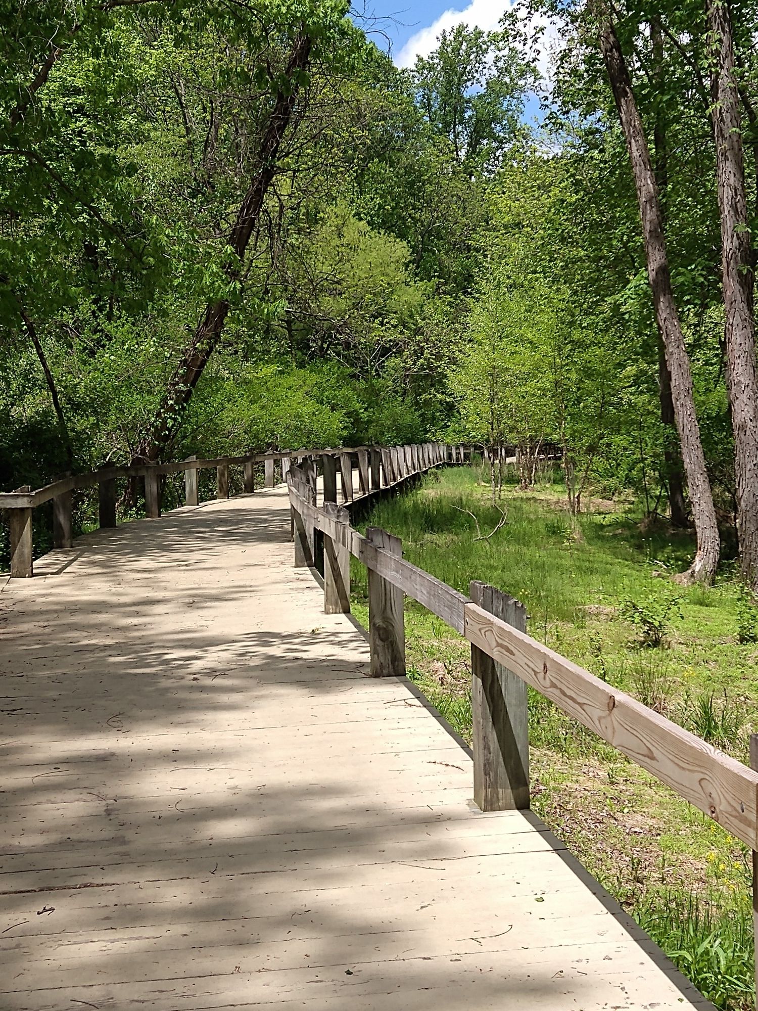 A wooden boardwalk curves through a lush green forest under dappled sunlight. - Damascus Recreational Park – Magruder Branch Trail loop from Wildcat Branch Stream Valley Park
