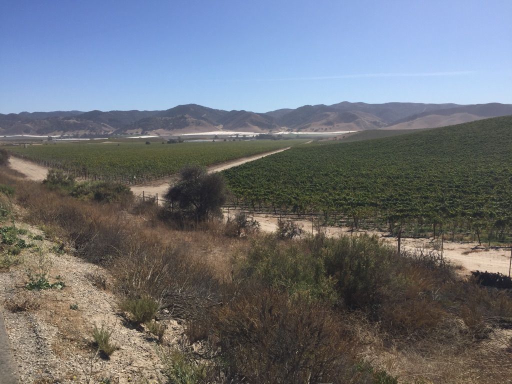 Vineyards as far as the eye can see
