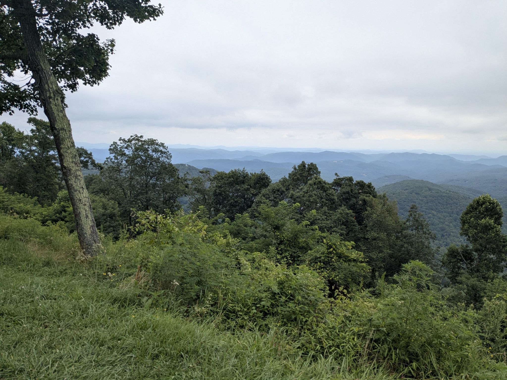 Lush green hillside with a tree overlooking distant hazy mountains under an overcast sky. - Raven Rock Overlook to Moses Cone Overlook