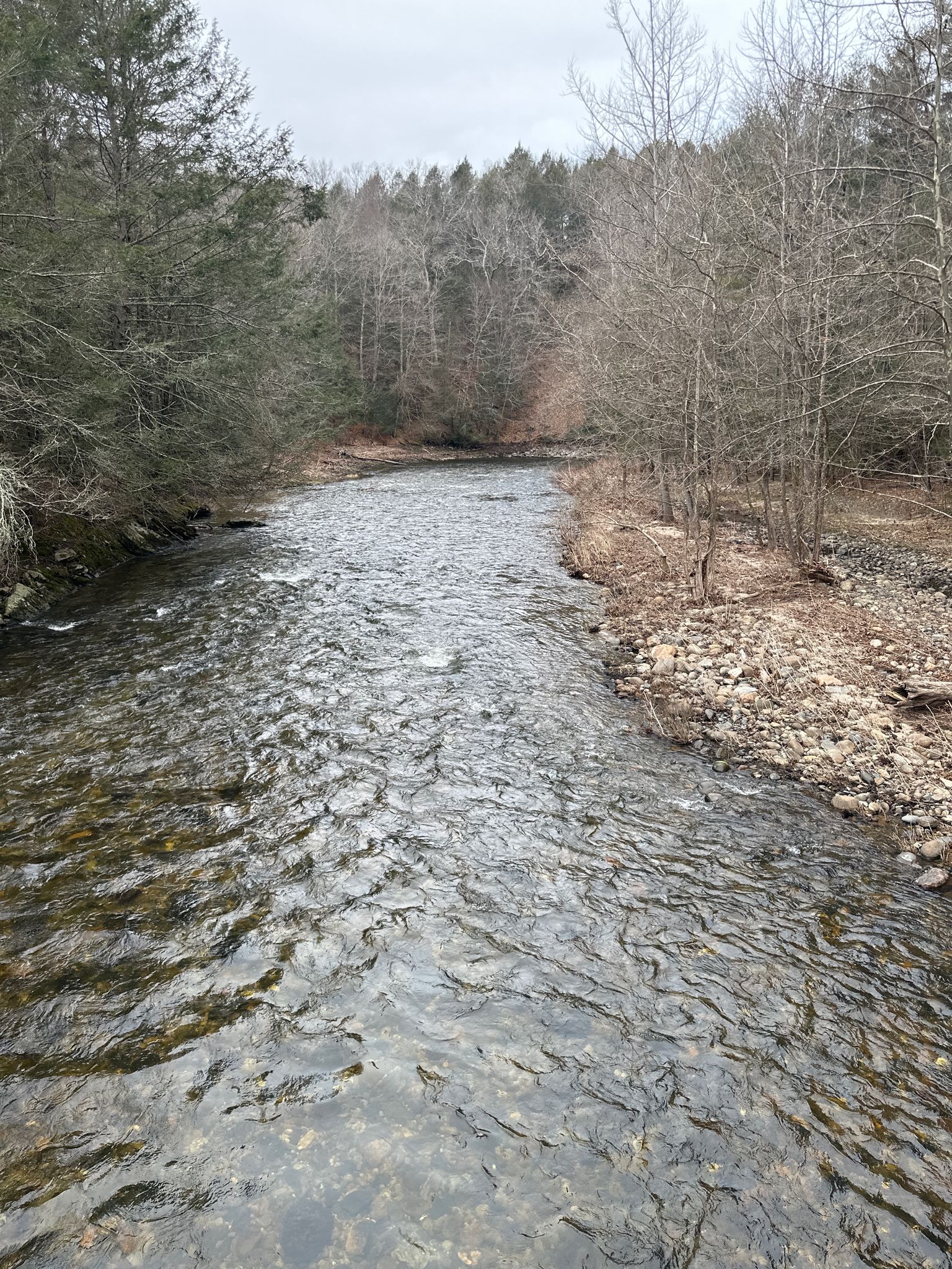 A wide river flows through a bare forest under an overcast sky. - Steep Rock Loop