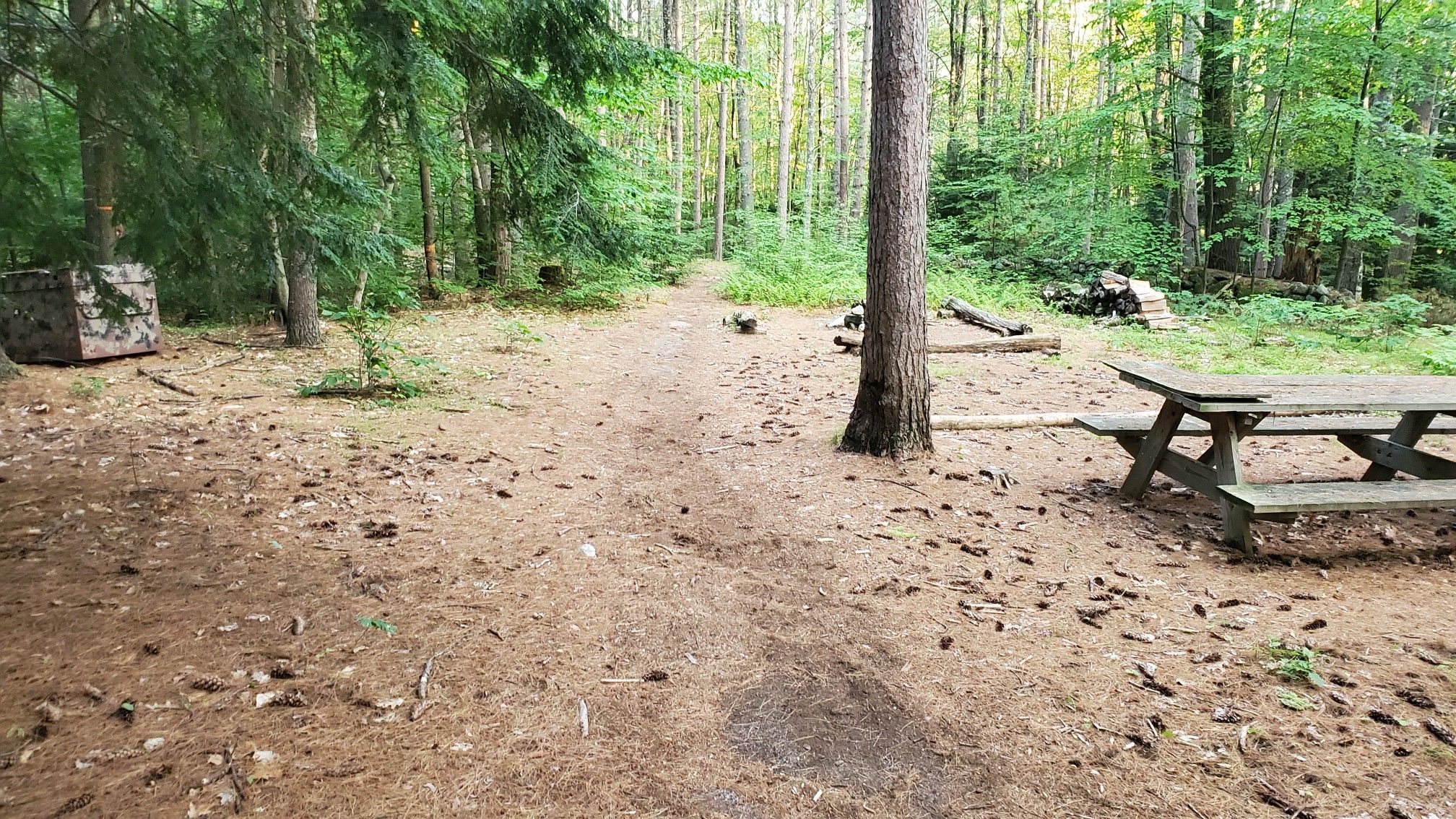 Forest clearing with a picnic table, fire pit, and stacked wood. - Walker Forest loop