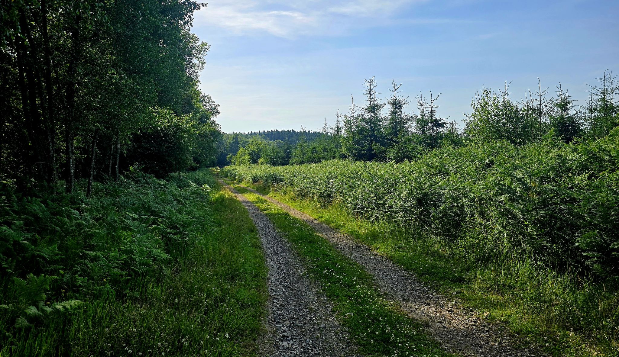 Forstwege wieder in Frankreich