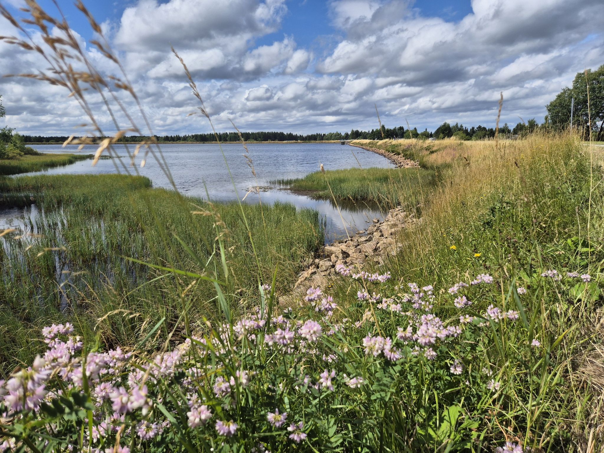 Bunte Kronwicke am Großen Galgenteich