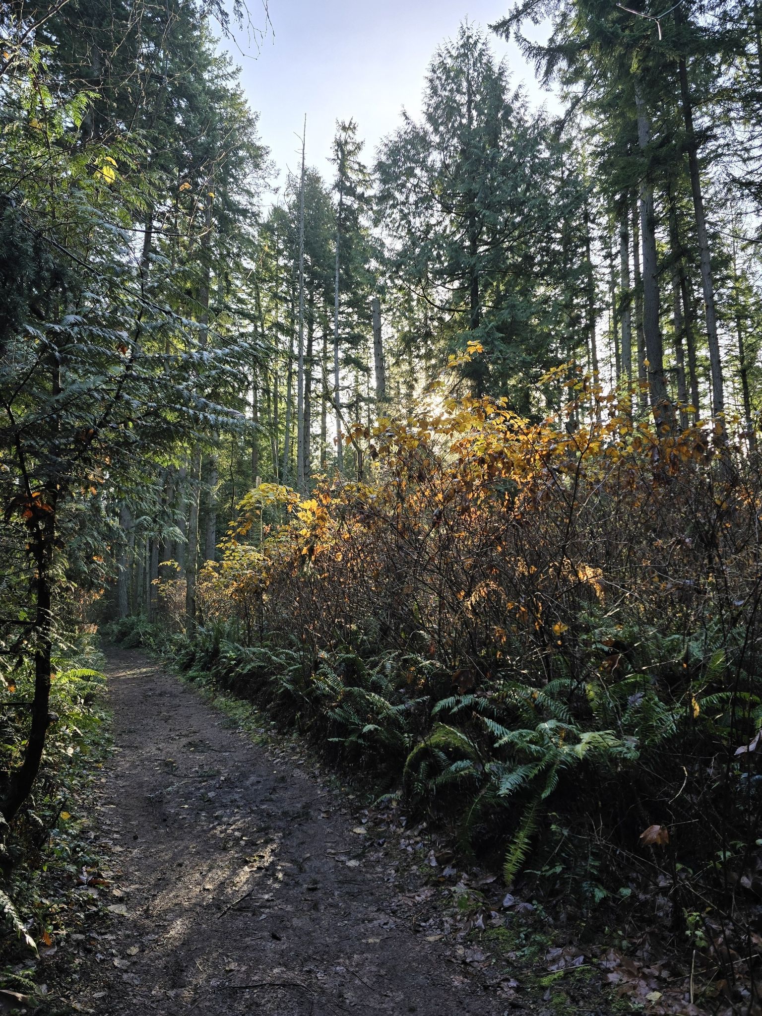 Sunlit forest path winding through tall trees and green undergrowth. - Coyote, Trillium and Raven Loop