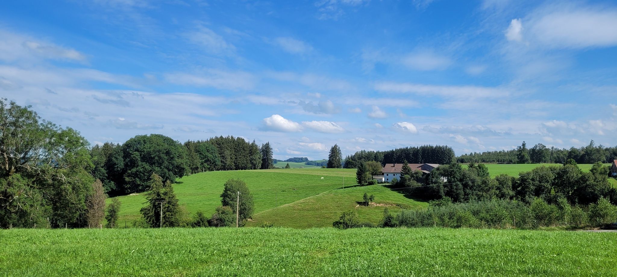 Sattes Grün