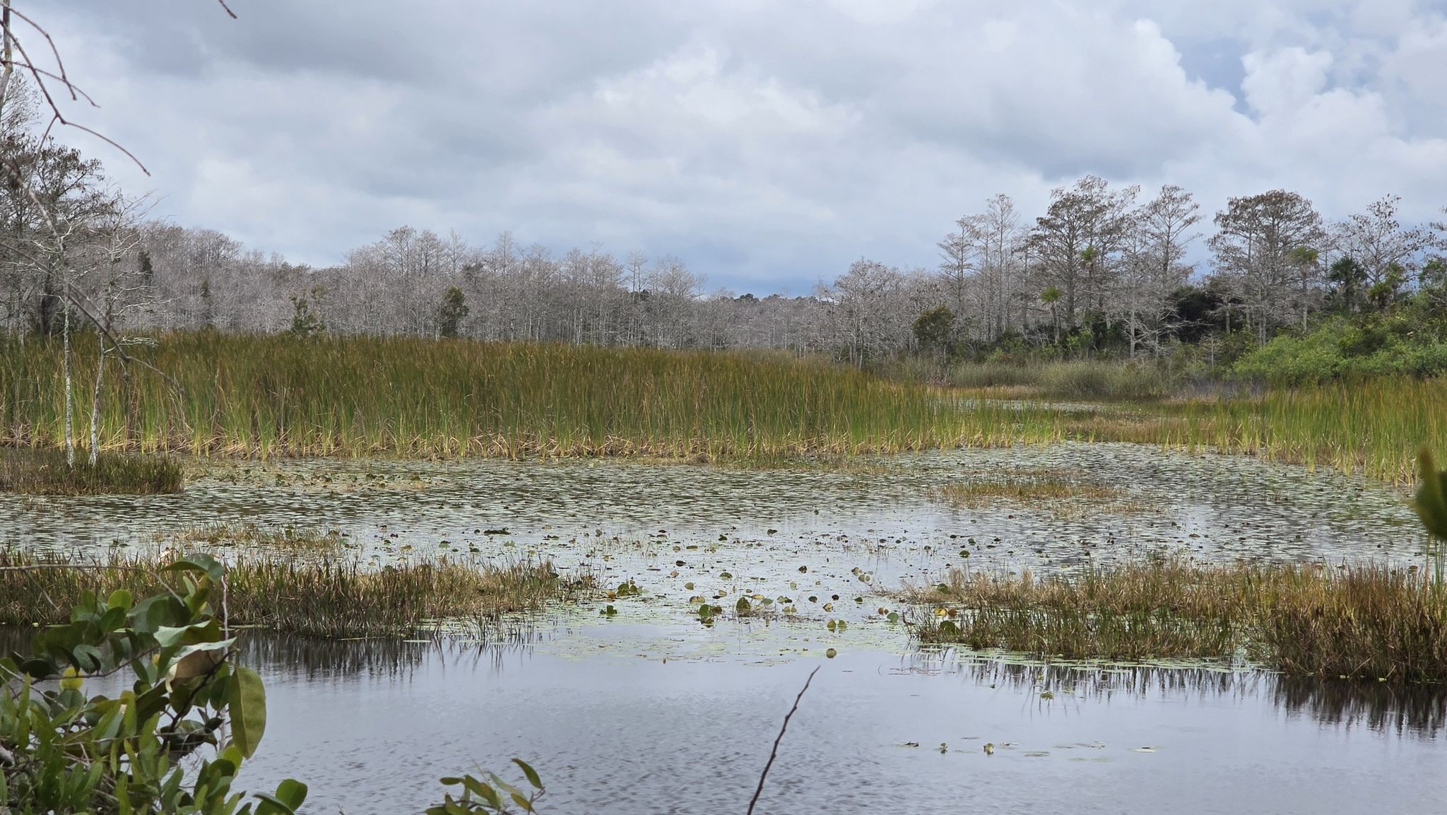 Overcast view of a marsh with lily pads and tall reeds. - Apoxee Trailhead – Owahee Trail loop from Rapids Water Park