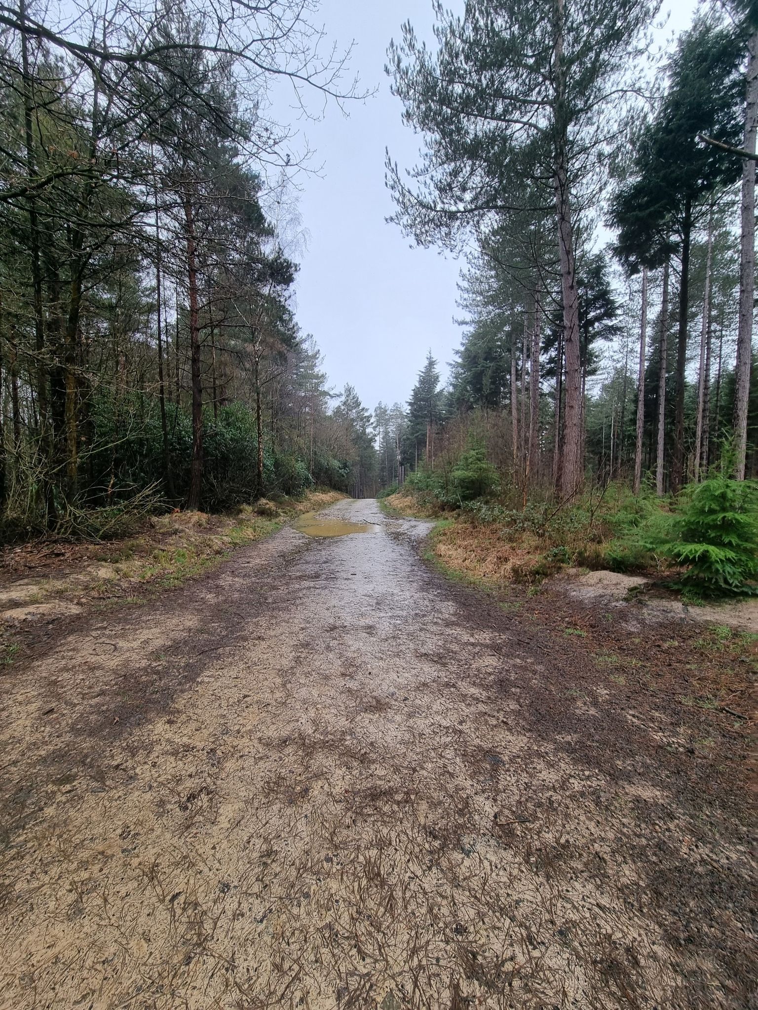 🌲🌲