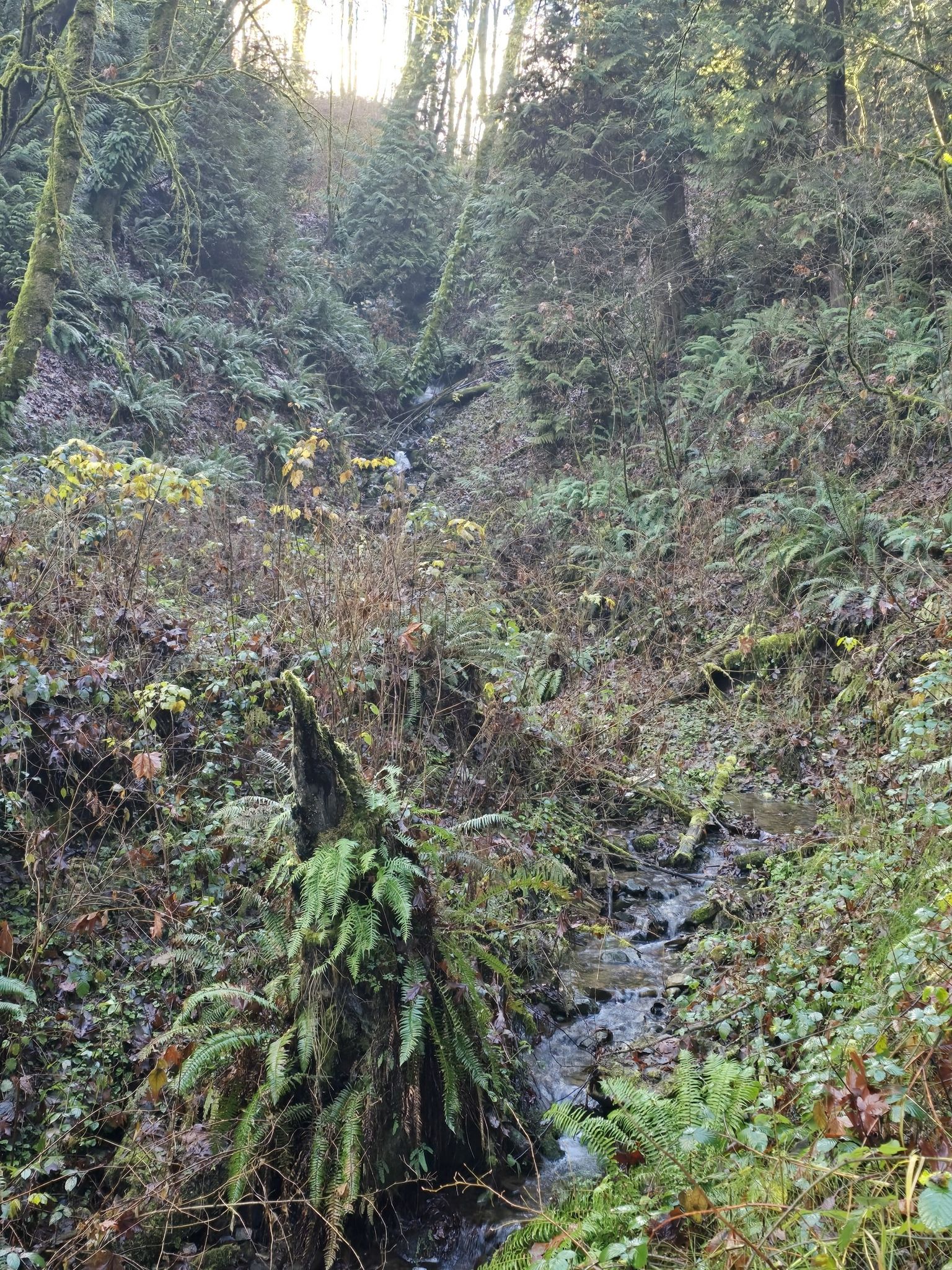 A small stream winds through a lush, green, forested ravine with a mossy stump. - Small Waterfall – Primerose Trail loop from Newcastle
