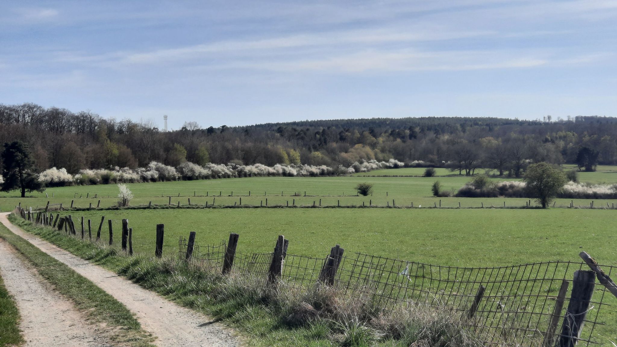 Bizzenbachtal mit Schlehenbüschen