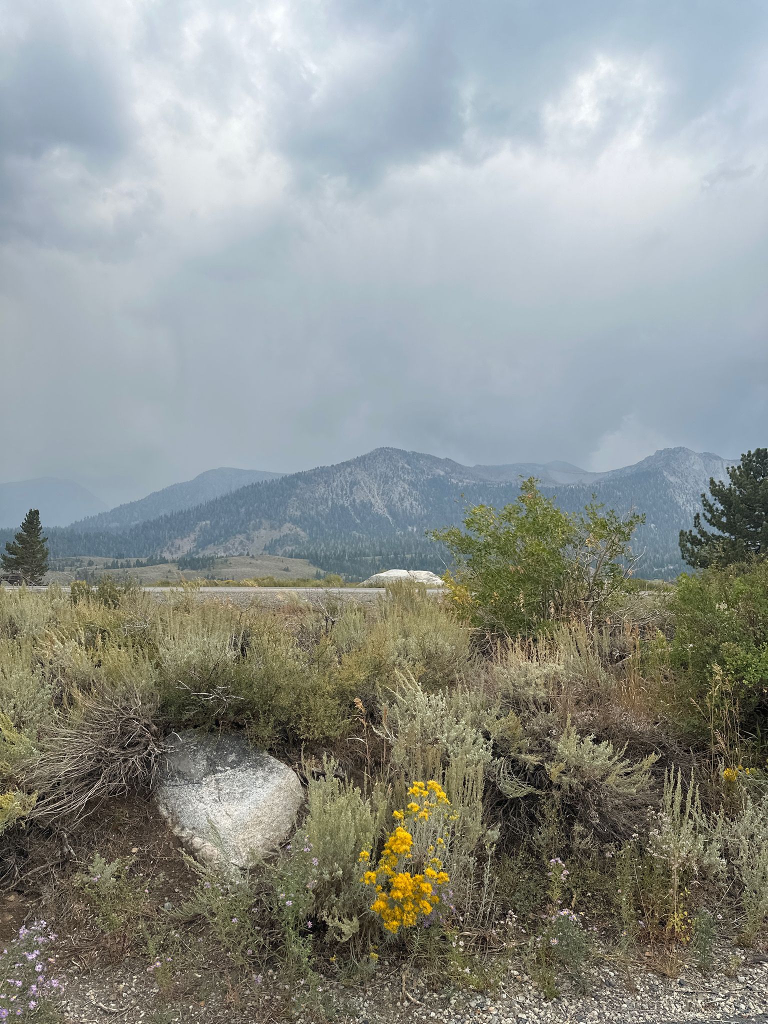 Overcast mountain landscape with dry brush, yellow wildflowers, and a cloudy sky. - Mammoth Lakes Town loop