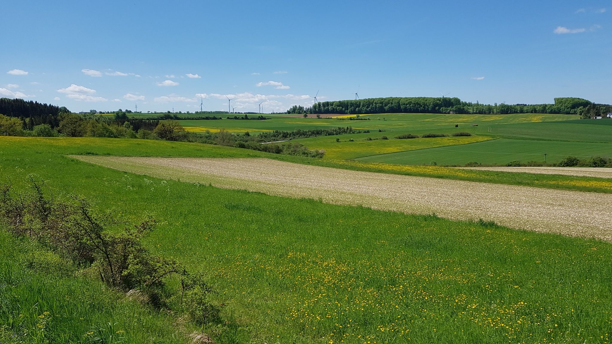 Wiese