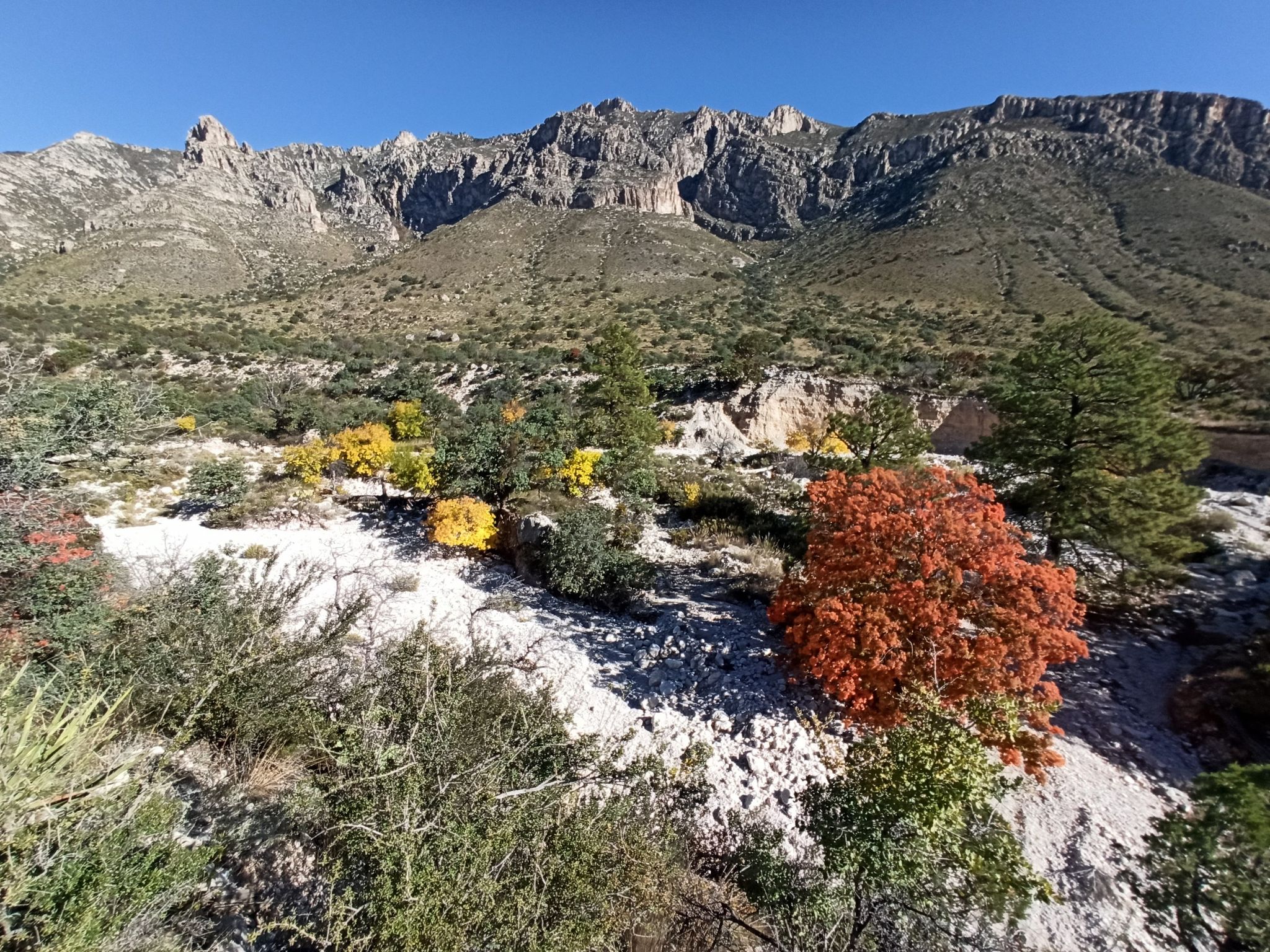 Rugged mountains overlook vibrant autumn foliage and scrub brush under a clear sky. - Devil's Hall Trail