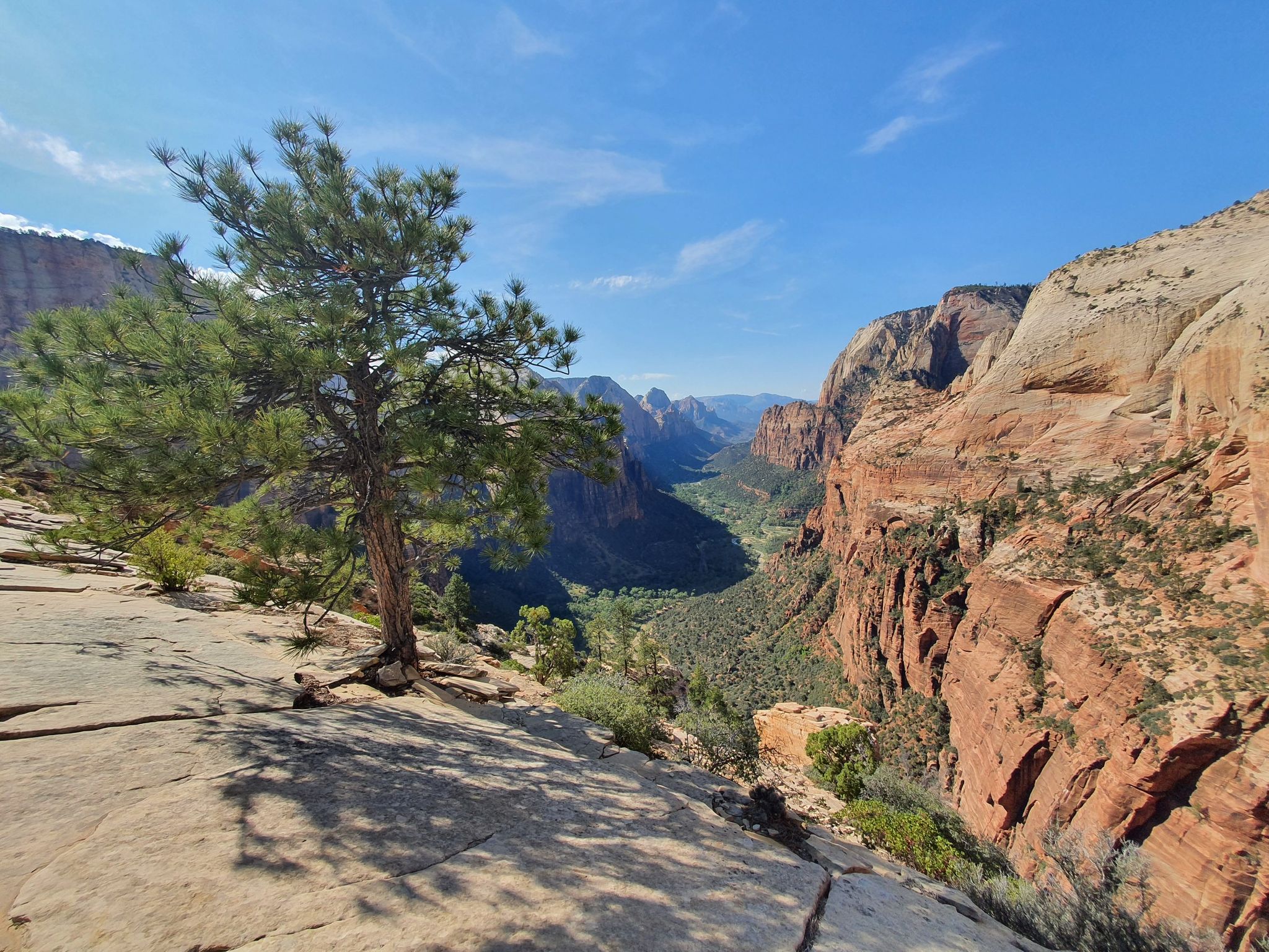 Pine tree on a rocky ledge overlooking a deep green canyon under blue sky. - Angels Landing Trail
