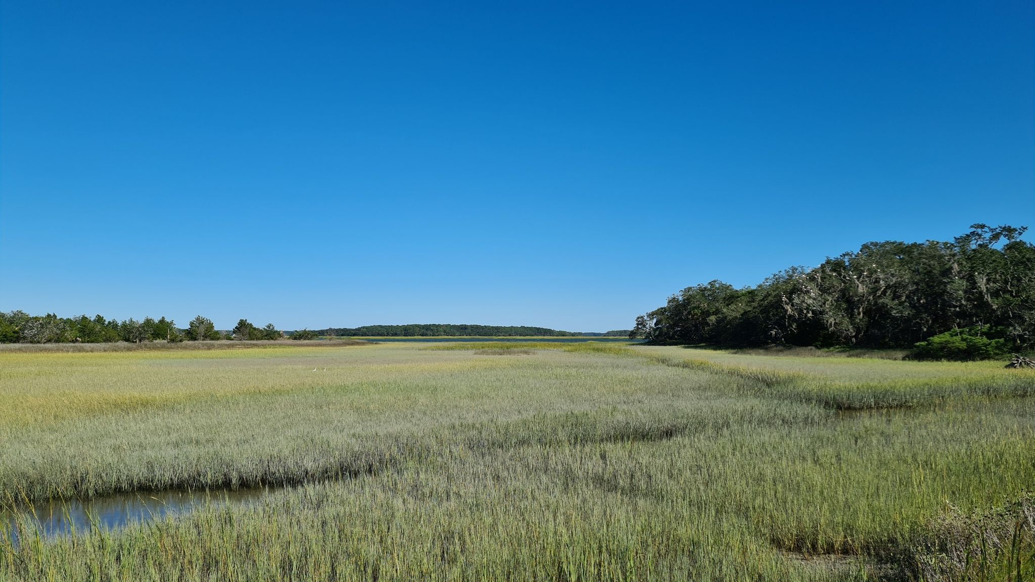 Wide green marshland with a small water channel under a clear blue sky. - Ibis Pond Loop Trail