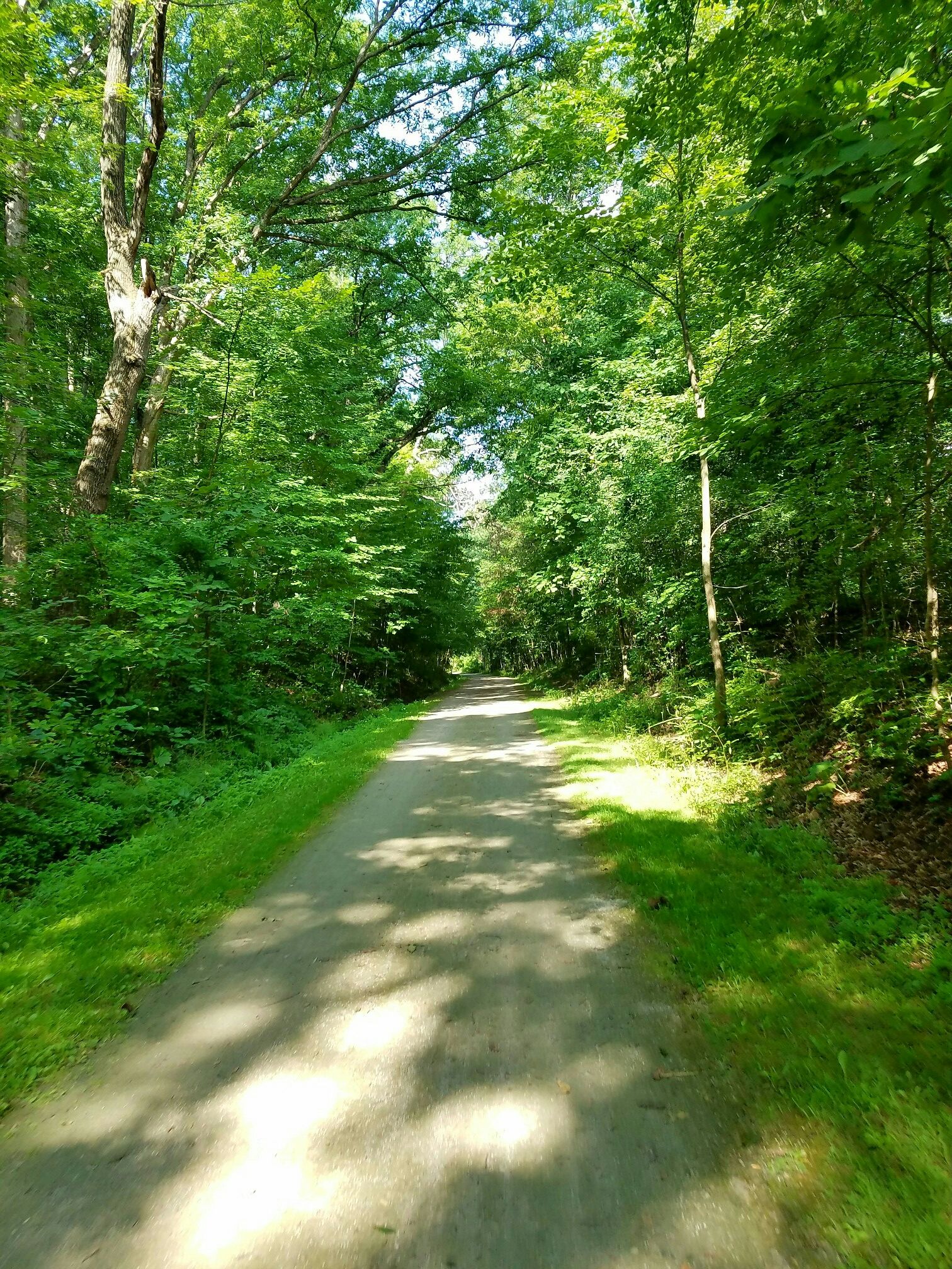A sun-dappled dirt path winding through a tunnel of lush green trees. - Lyon Oaks County Park – View of I-96 and Quarry loop from Temple Israel