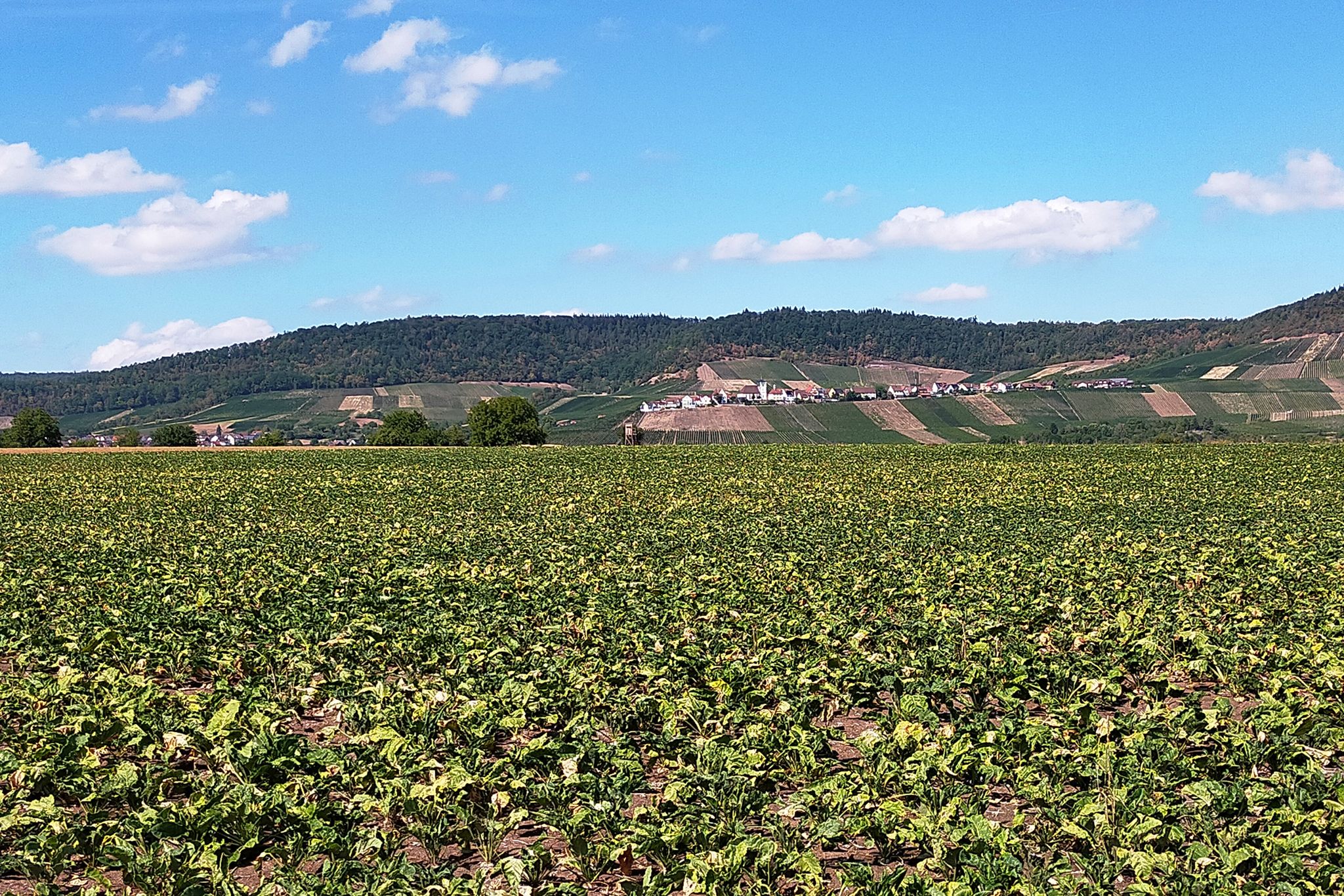Blick nach Hohenhaslach