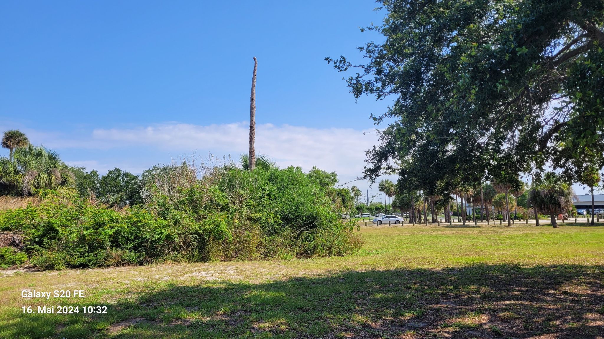 A sunny grassy field with trees and distant parked cars under a blue sky. - Cypress Point Park Trail