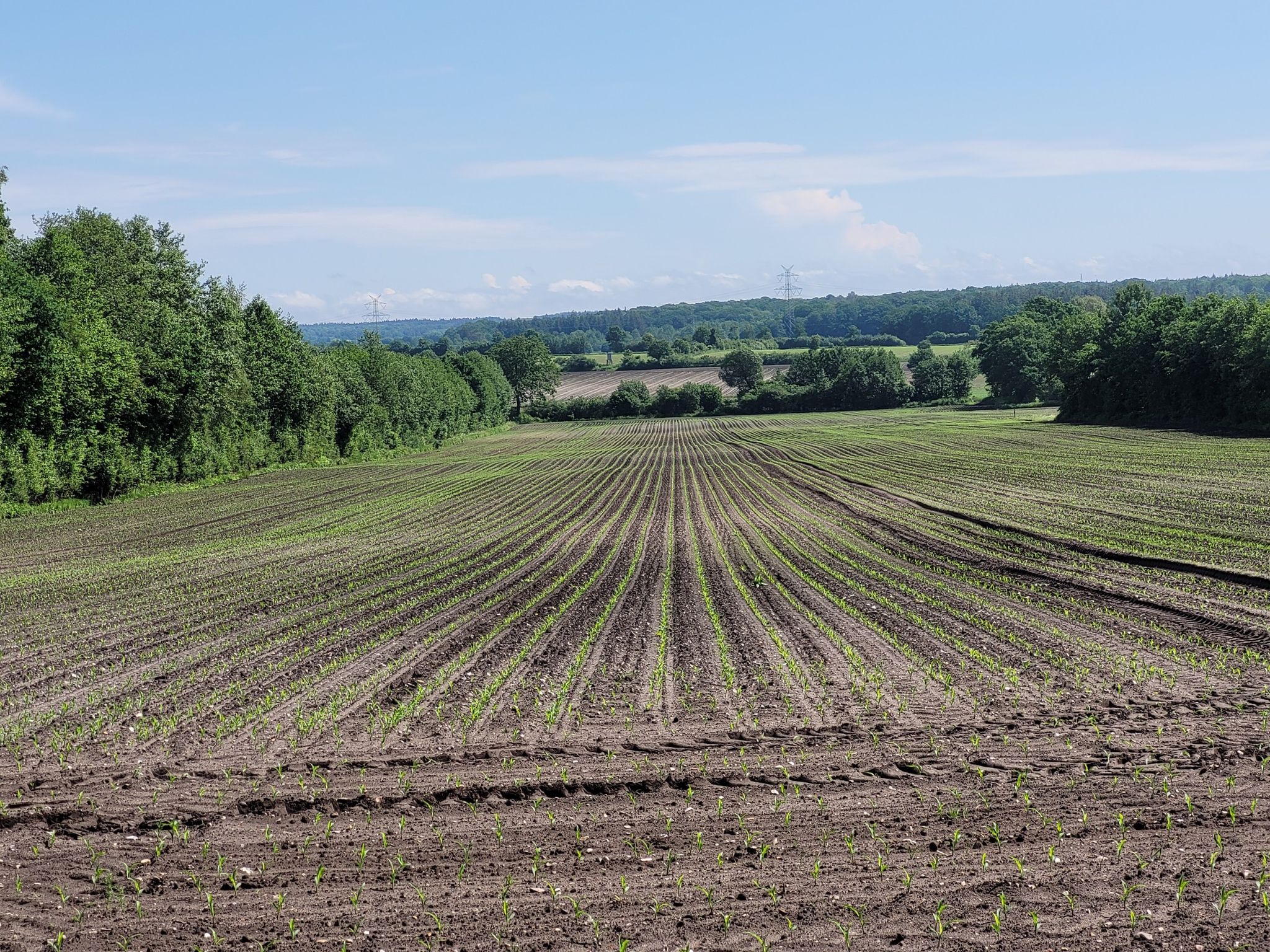 Schöner Ausblick,bis der Mais  gewachsen ist