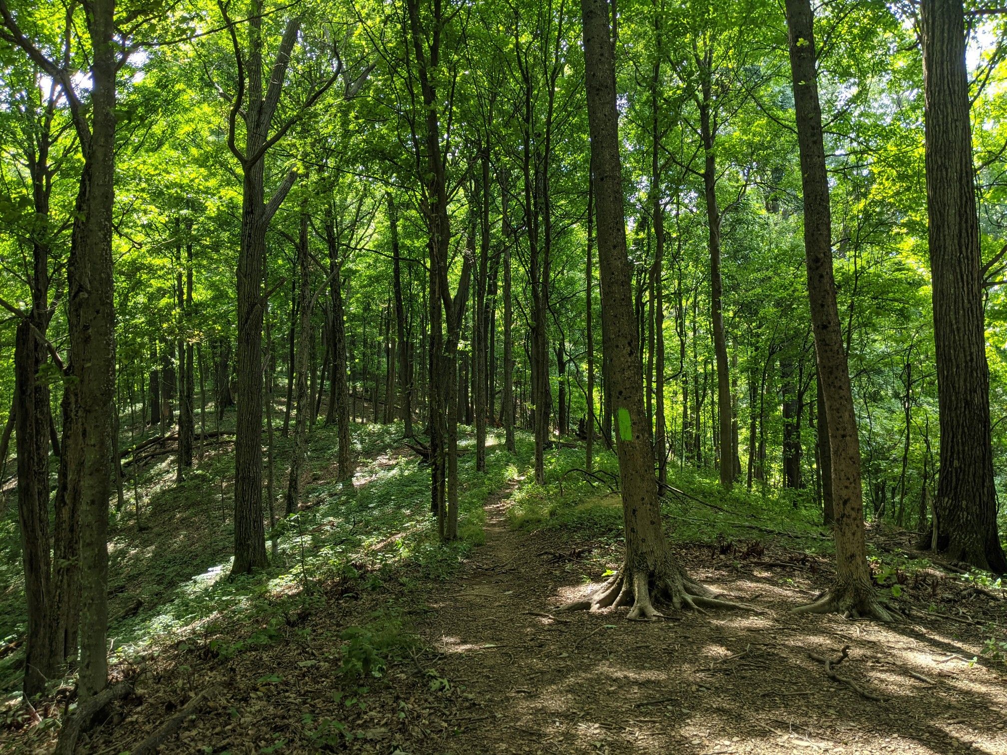 A sunny forest path winds through tall green trees and undergrowth. - Chimney Top and North Old Mac Trail Loop