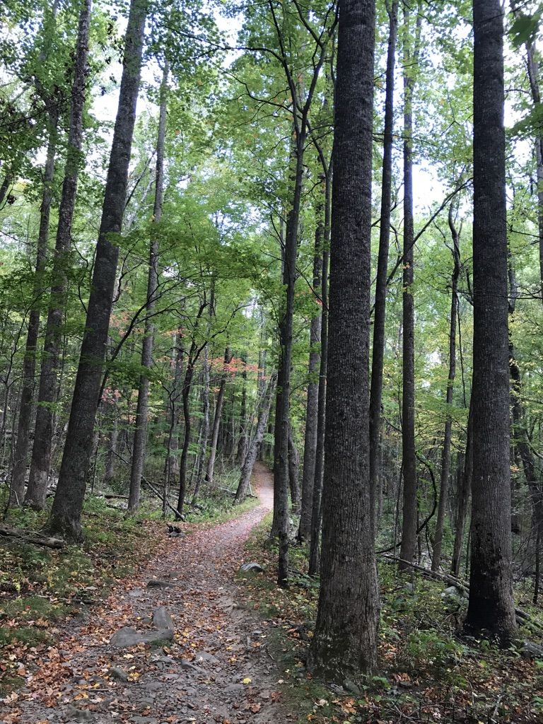 Dirt path winding through a tall, green, sun-dappled forest. - Mount LeConte via Trillium Gap Trail