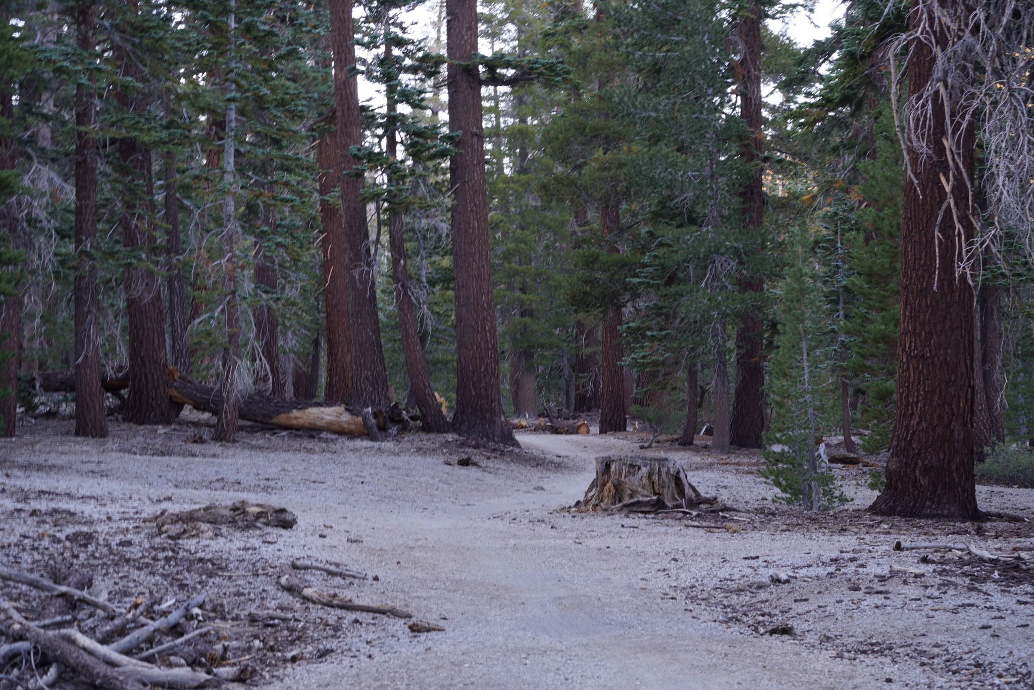 A dirt path winds through a dense, dim forest with tall pine trees. - Mountain View & Mammoth Rock Trail loop — Inyo National Forest