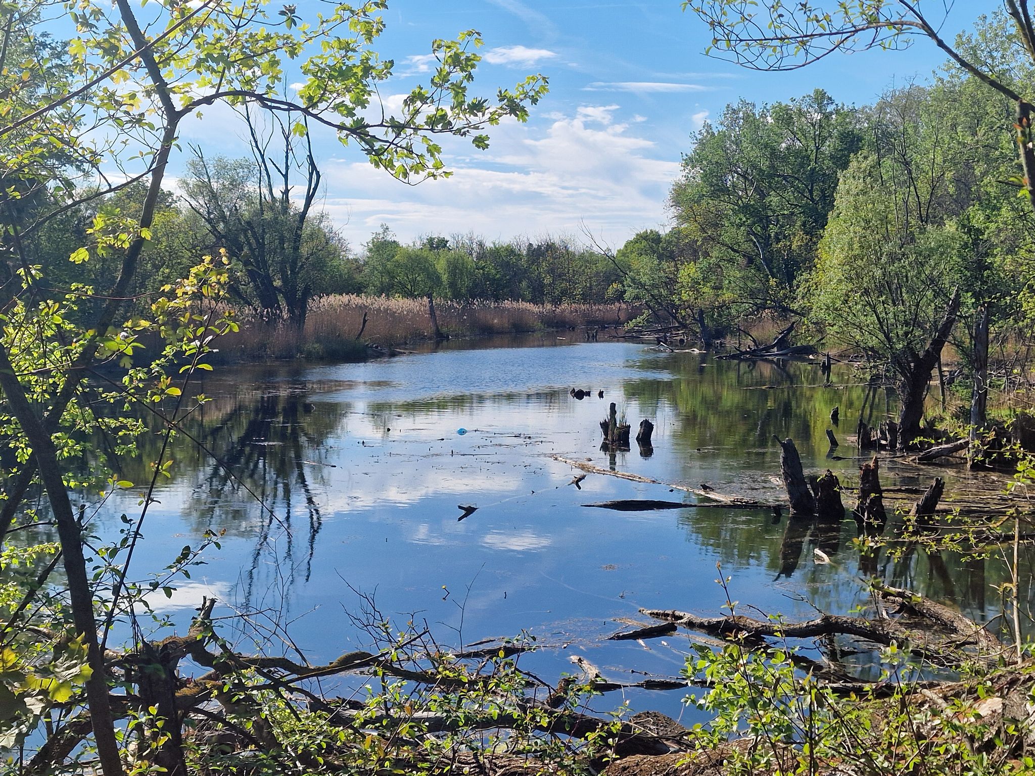 Au-Landschaft der Donau