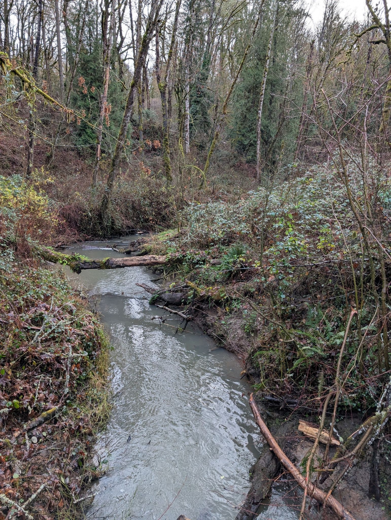 A muddy stream flows through an overcast forest with many fallen logs. - Tryon Creek Loop